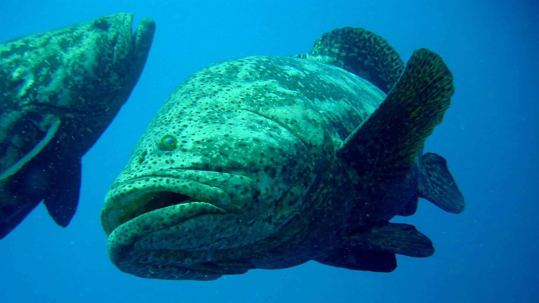 Giant Grouper Underwater Wallpaper
