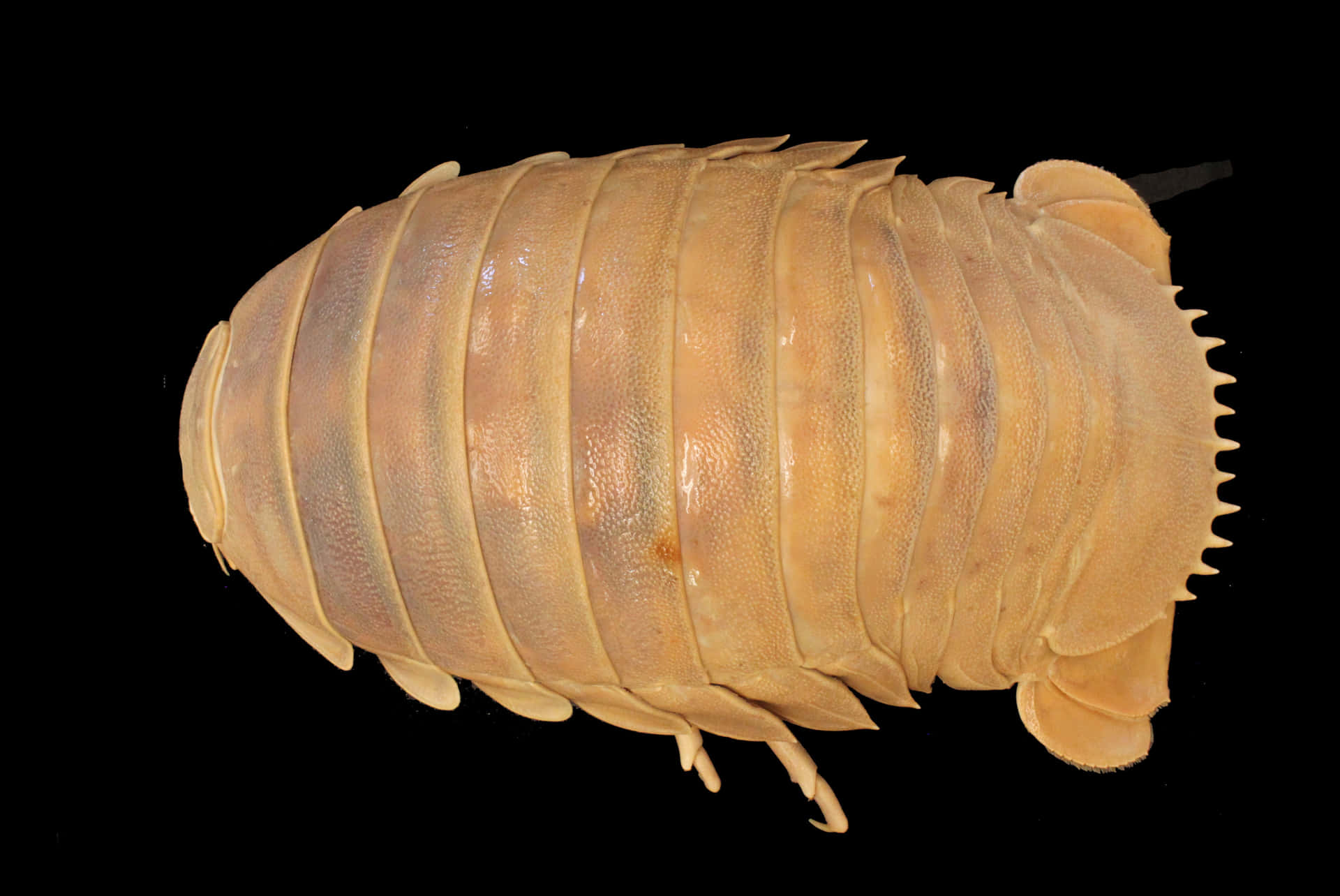 Gigantisk Isopod På Svart Bakgrunn Bakgrunnsbildet