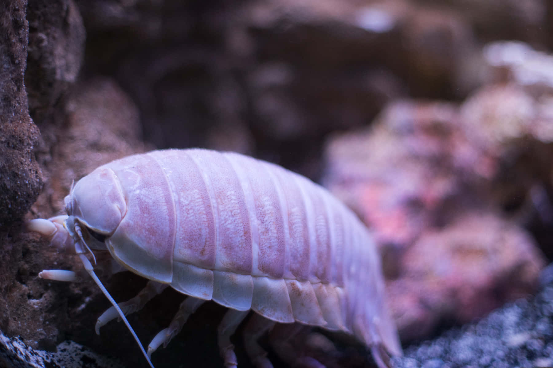 Download Giant Isopod Closeup Wallpaper | Wallpapers.com