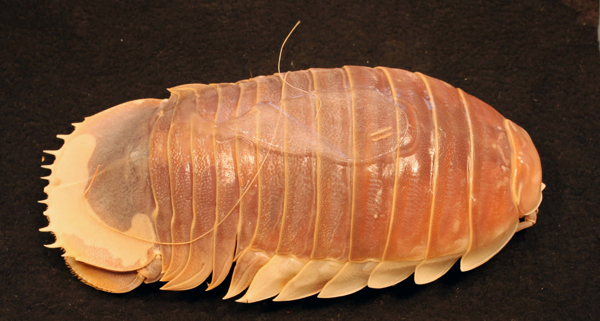 Download Giant Isopod Closeup Wallpaper | Wallpapers.com