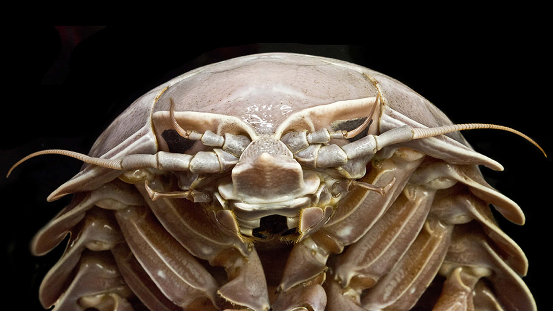 Giant Isopod Closeup Wallpaper
