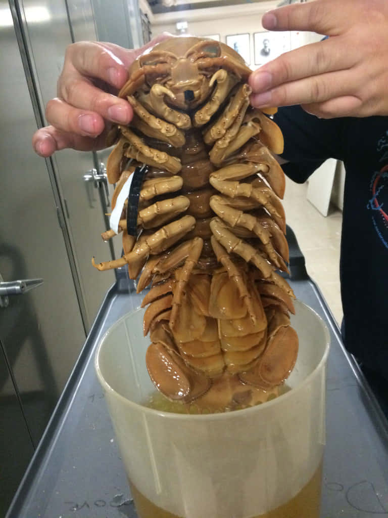 Giant Isopod In Hands Wallpaper