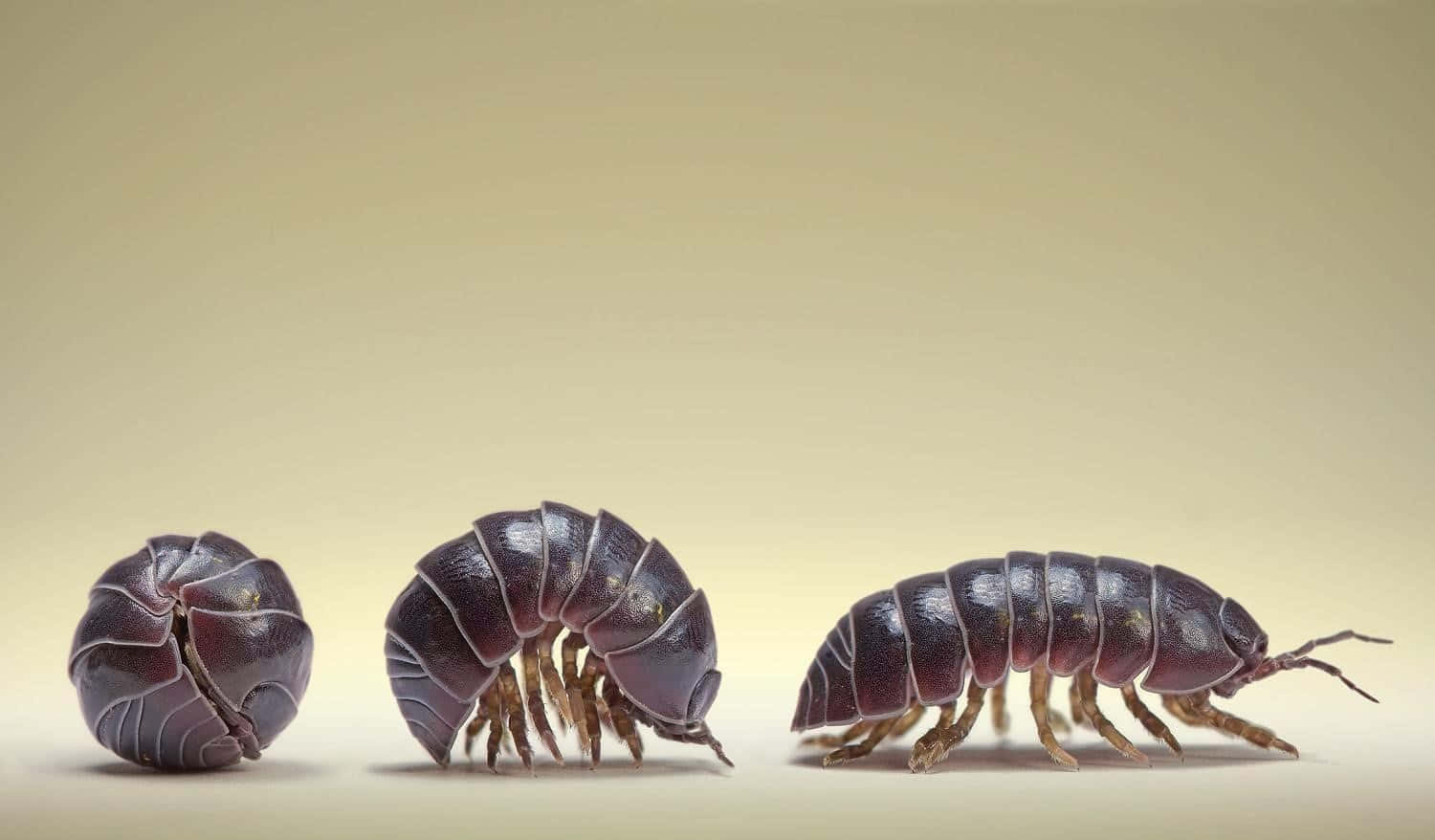 Giant Isopod Life Stages Wallpaper