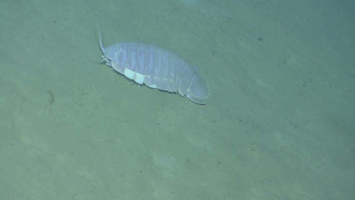 Giant Isopod Ocean Floor Wallpaper