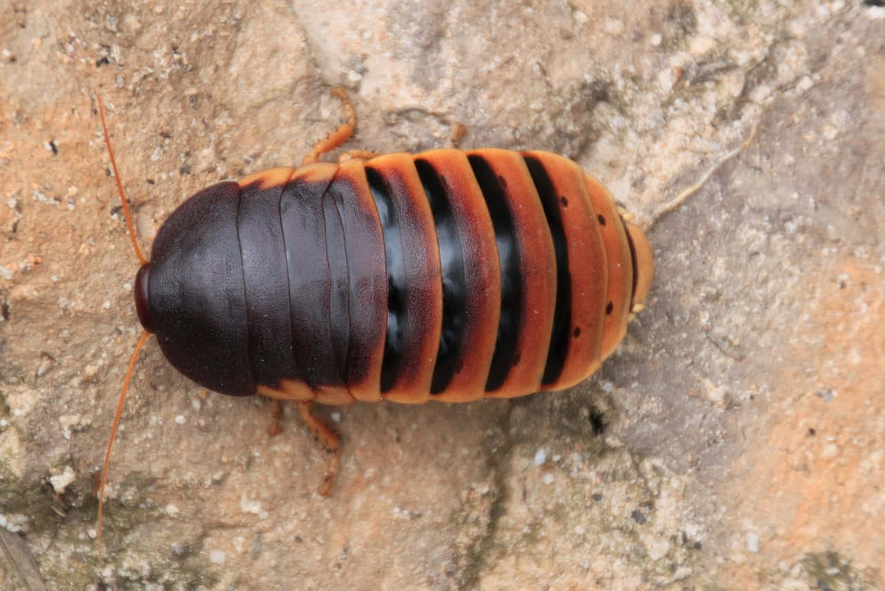 Giant Isopod On Rock Wallpaper