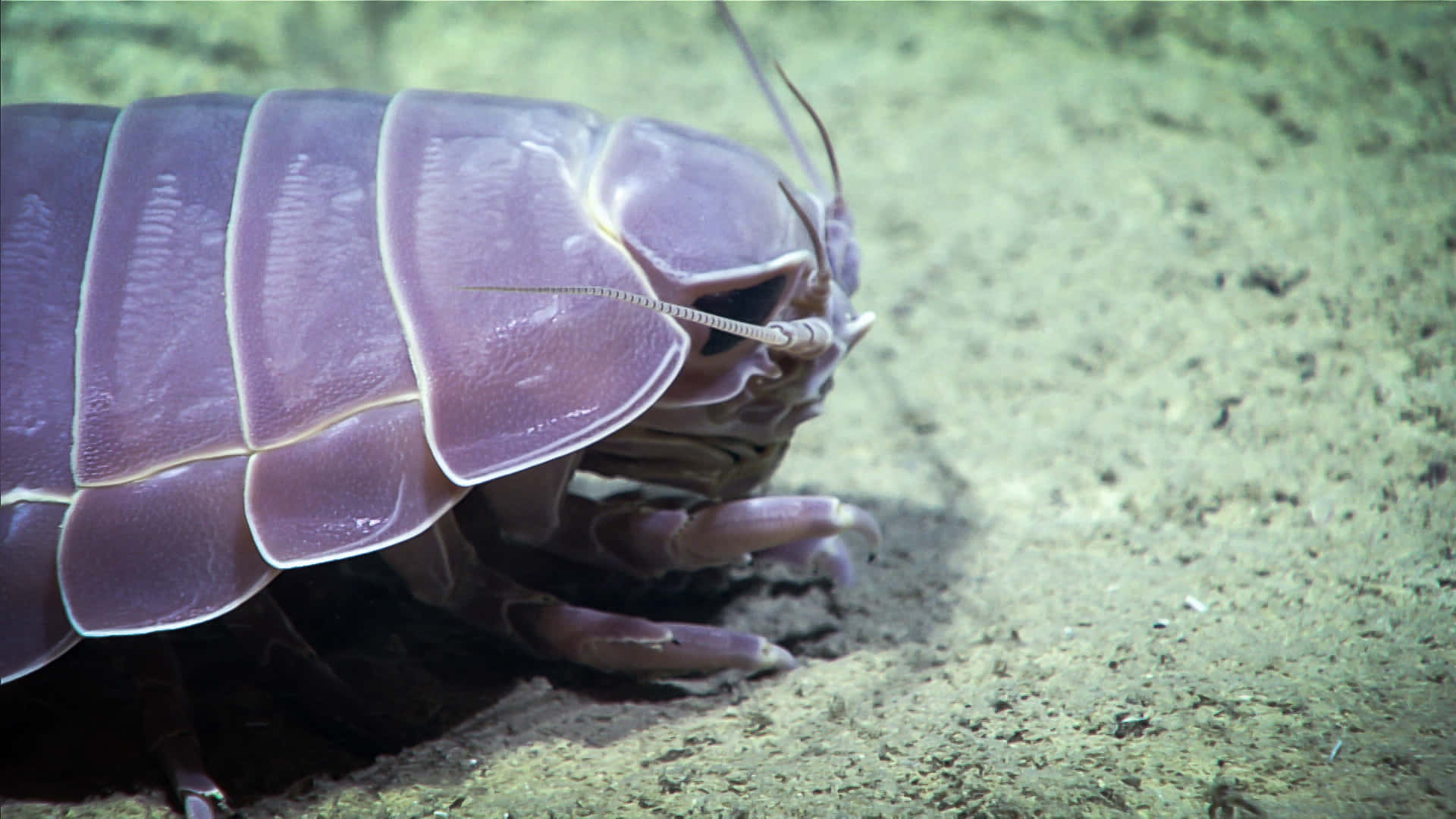 Giant Isopod On Seabed.jpg Wallpaper