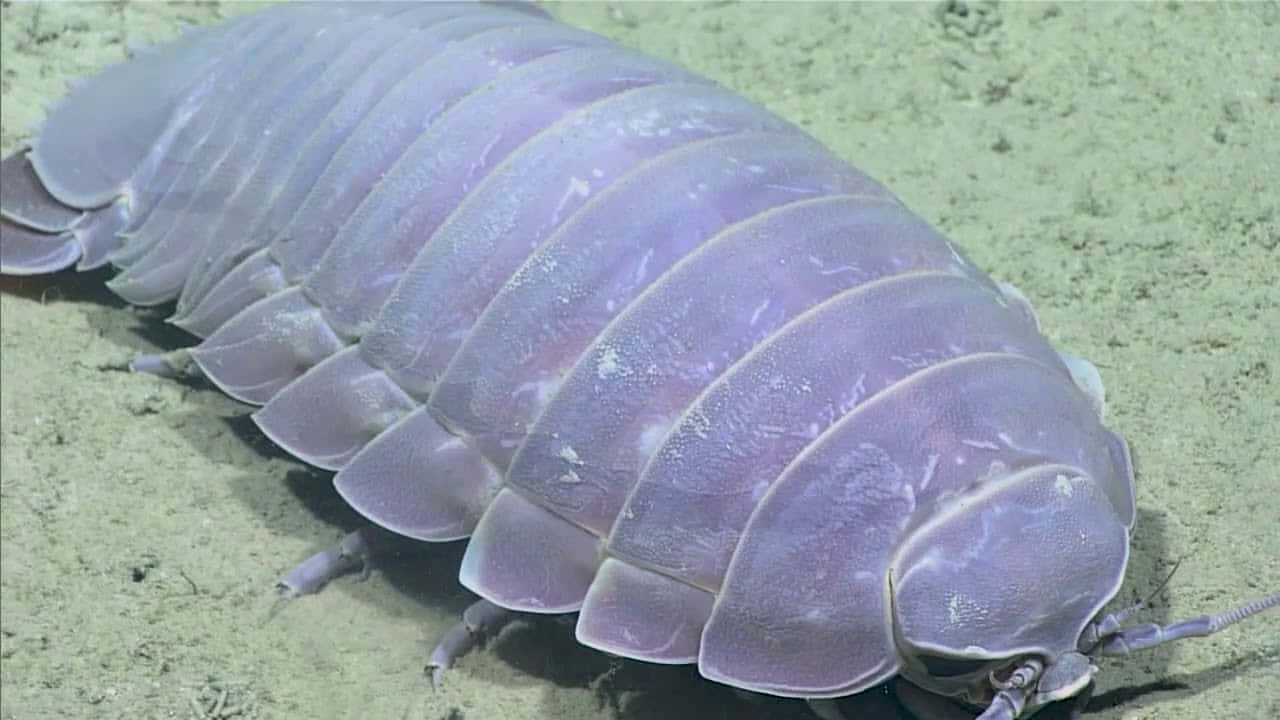 Giant Isopod On Seafloor.jpg Wallpaper