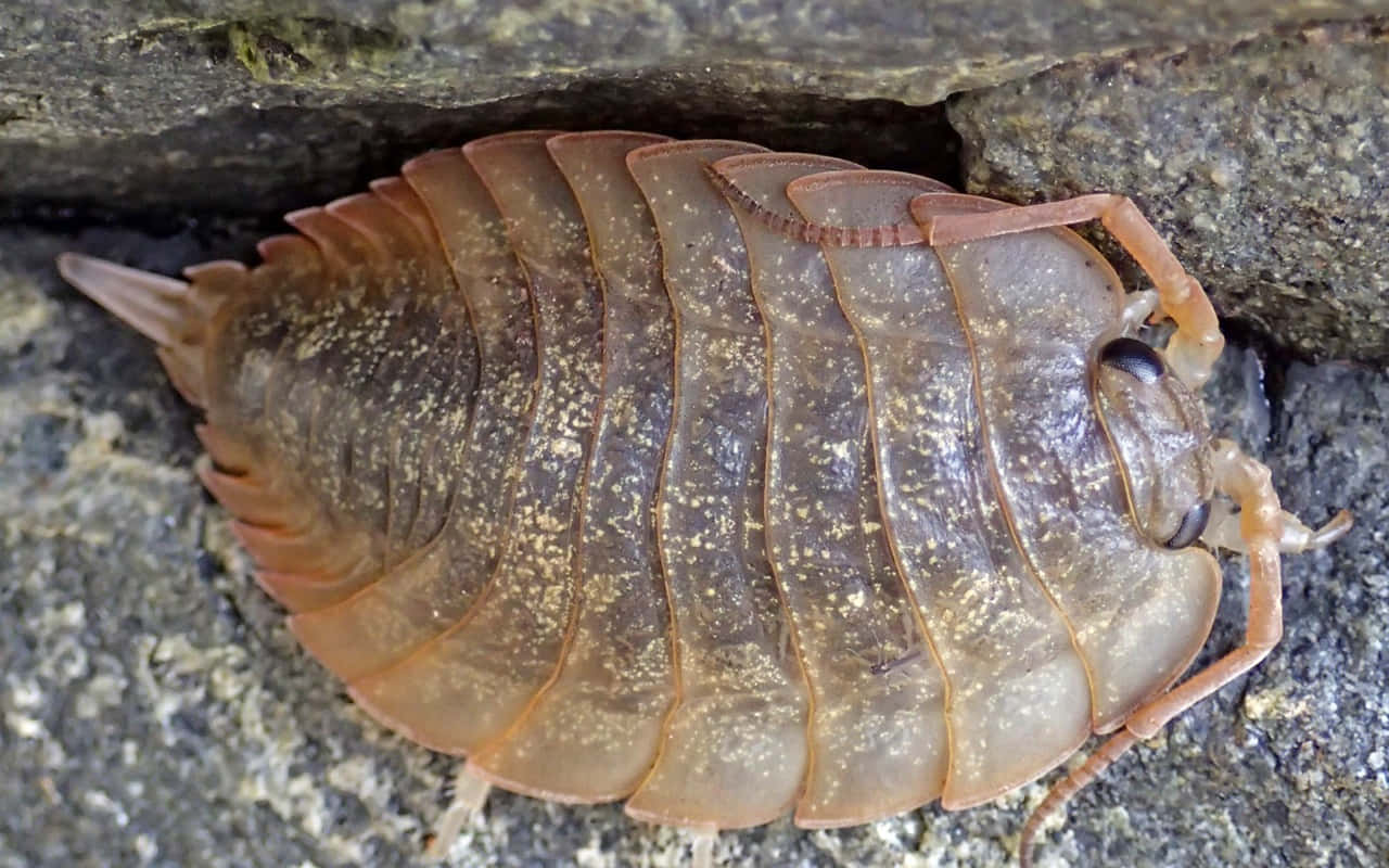 Giant Isopod Resting Under Rock Wallpaper
