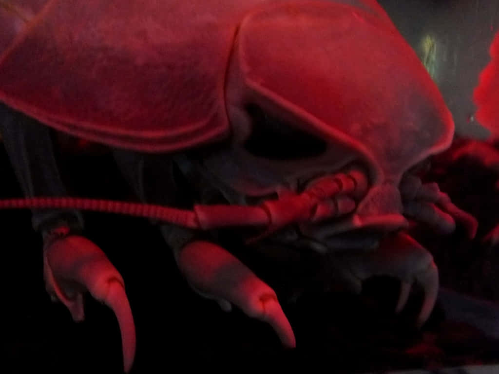 Giant Isopod Under Red Light Wallpaper