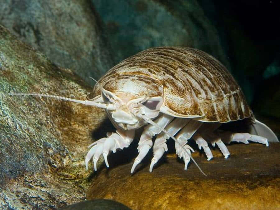 Giant Isopod Underwater Wallpaper