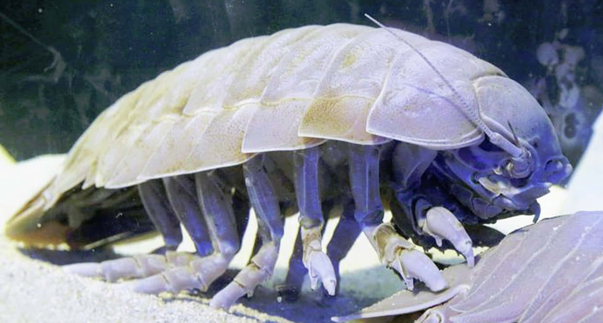 Giant_ Isopod_ Underwater Wallpaper