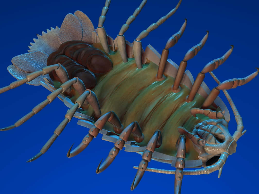 Giant Isopod Underwater Creature Wallpaper