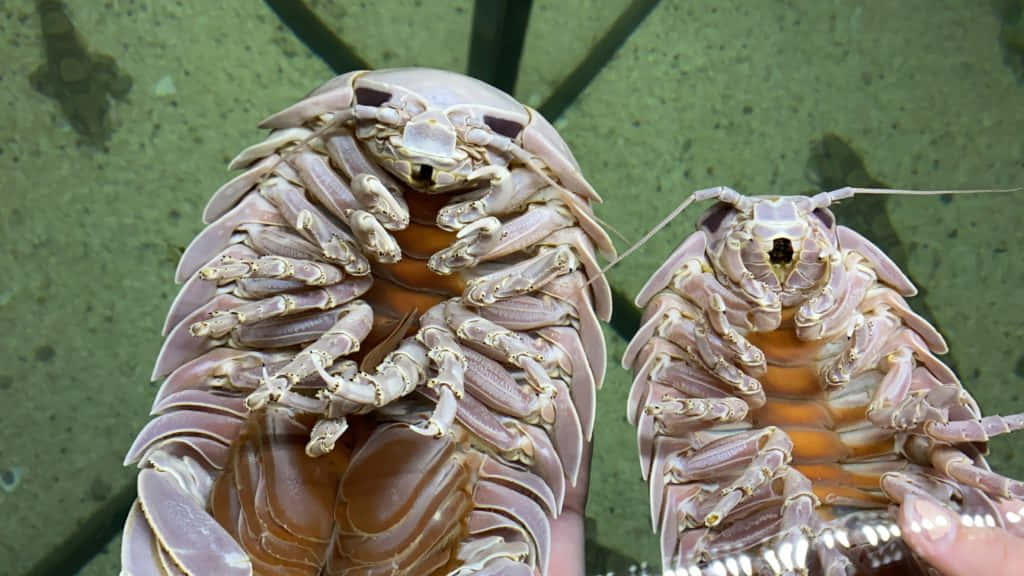 Giant Isopods Closeup Wallpaper