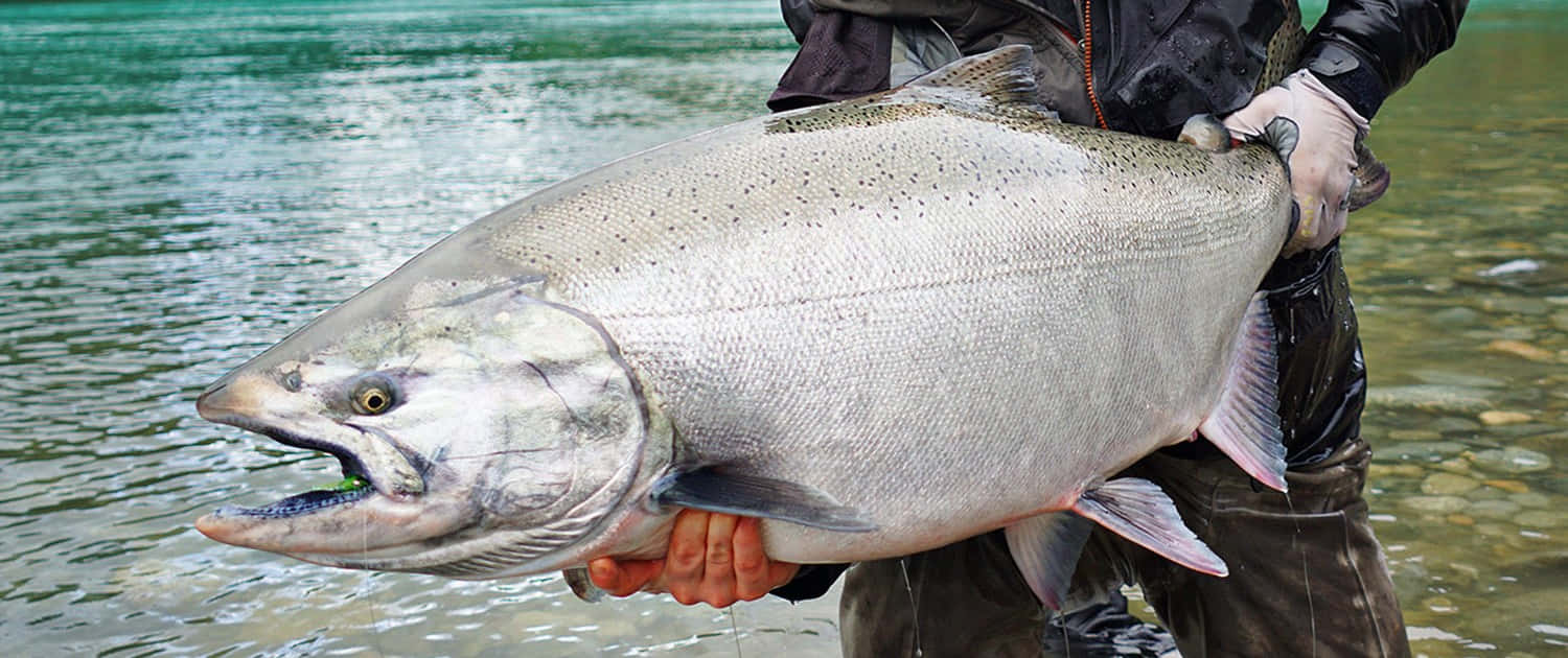 Giant King Salmon Catch Wallpaper