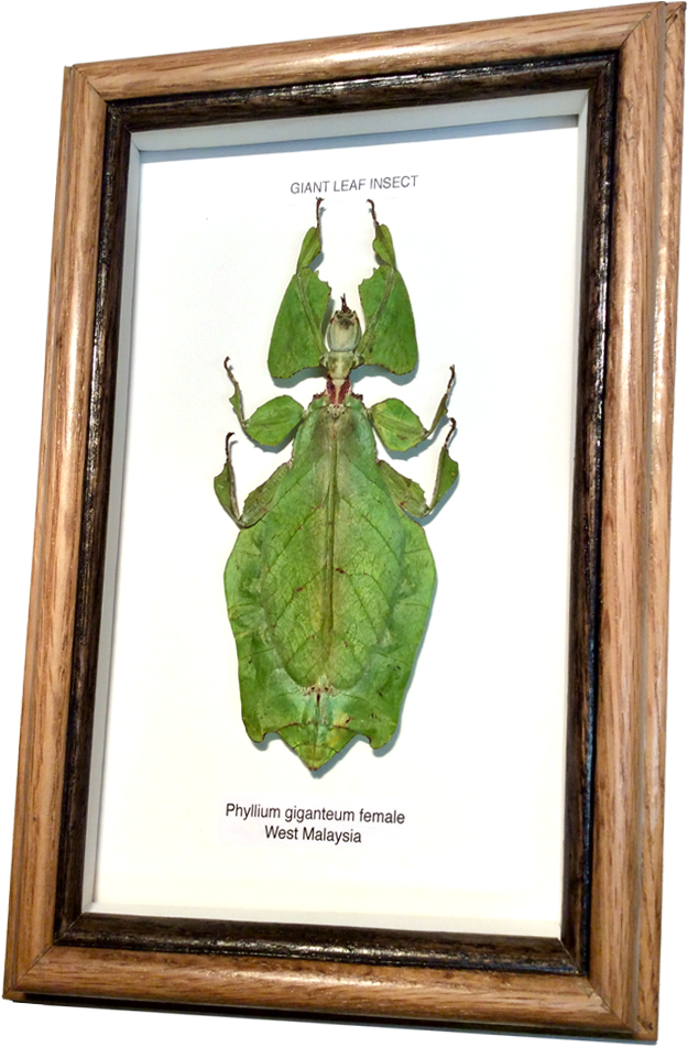 Giant Leaf Insect Phyllium Giganteum PNG