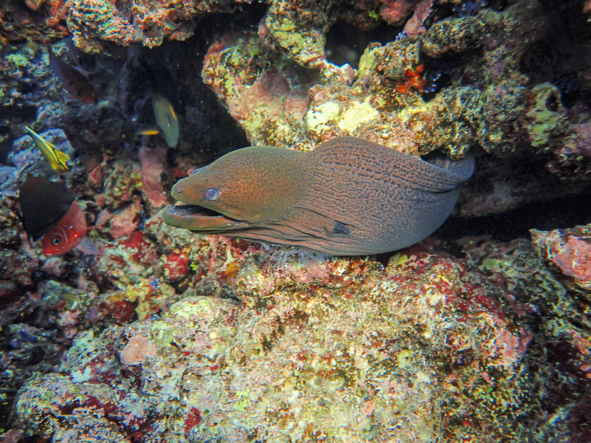 Download Giant Moray Eel Fish Swimming On Reefs Wallpaper | Wallpapers.com