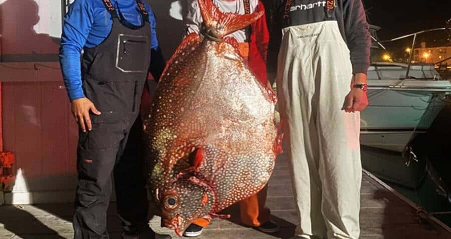 Giant Opah Vangst Door Vissers Achtergrond