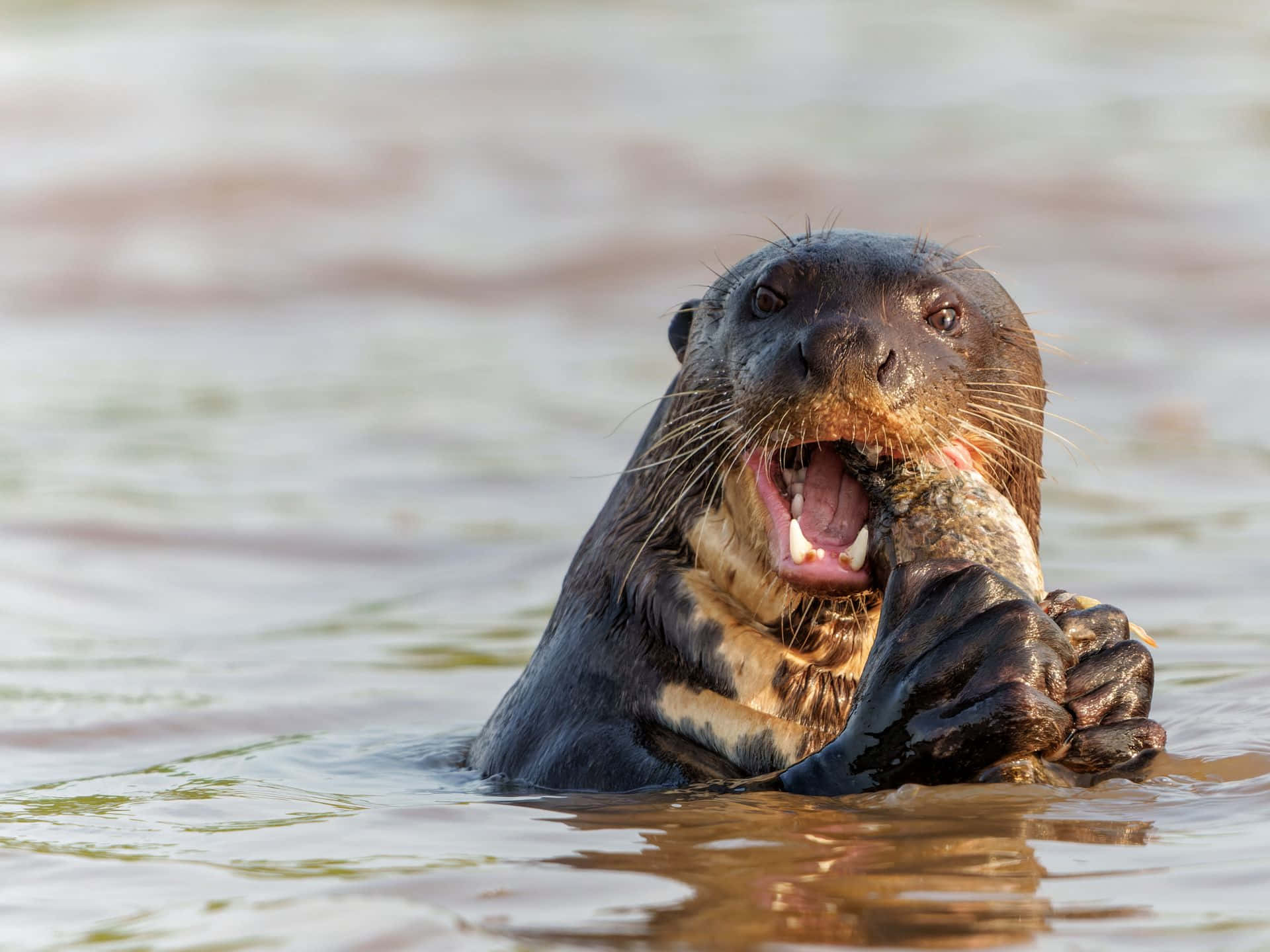 Giant Otter Catching Fish Wallpaper