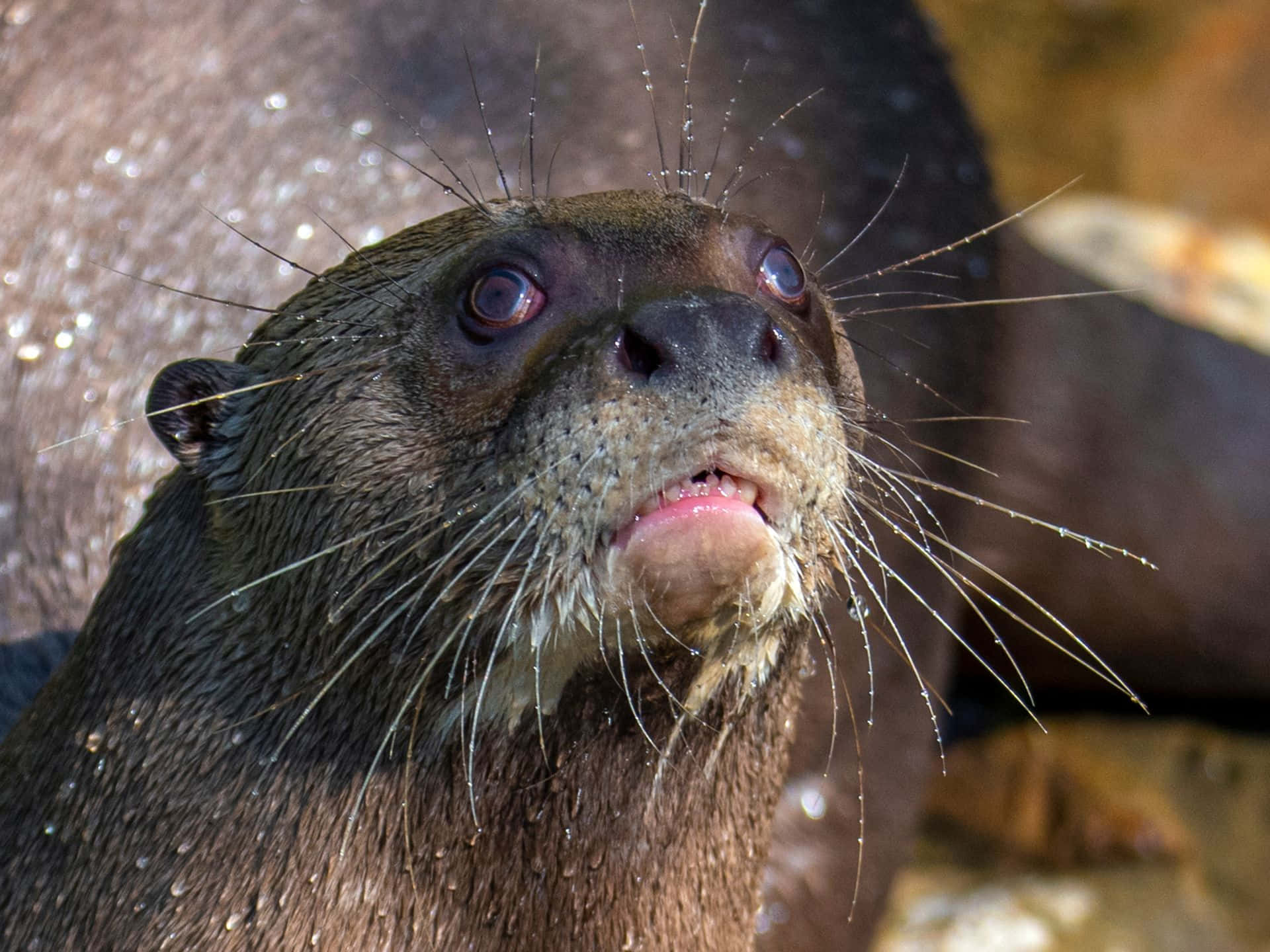 Giant Otter Close Up Portrait Wallpaper