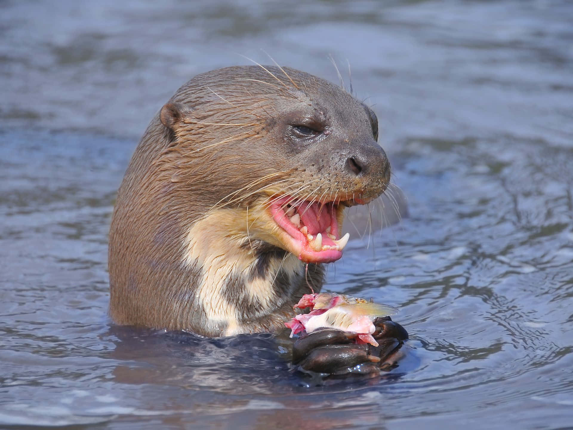 Giant Otter Eating Fish Wallpaper