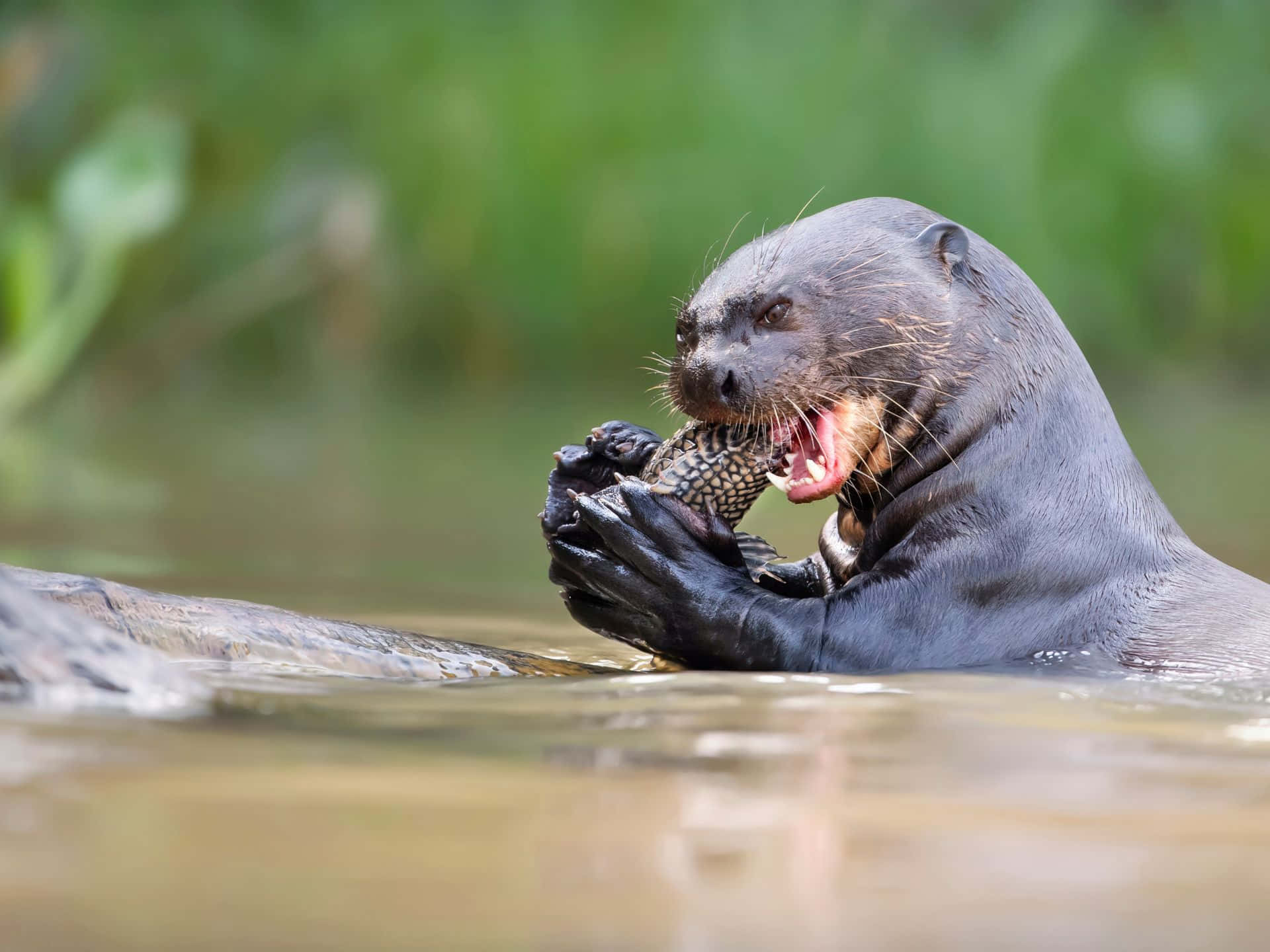 Giant Otter Eating Fish Wallpaper