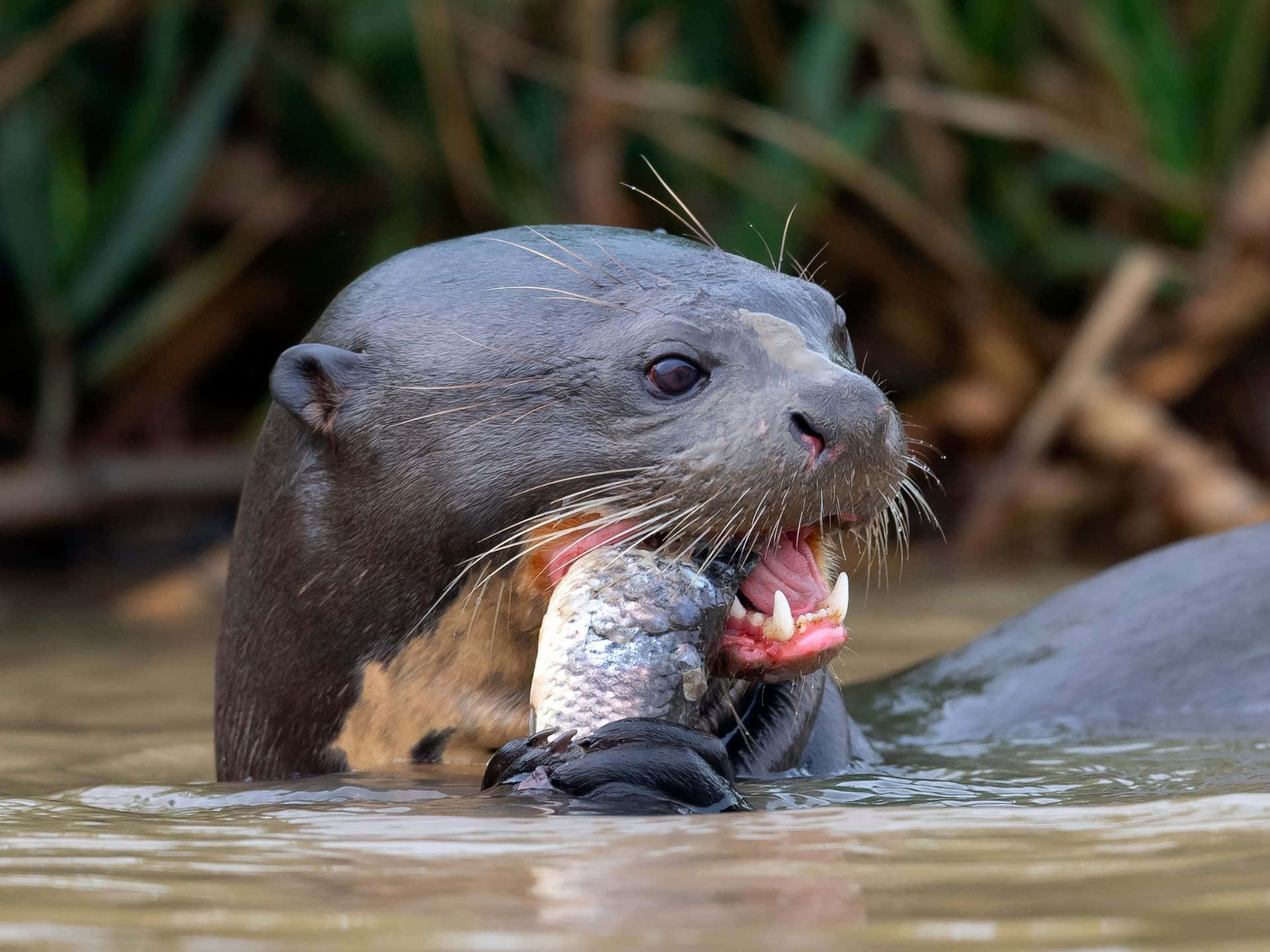 Giant Otter Eating Fish Wallpaper