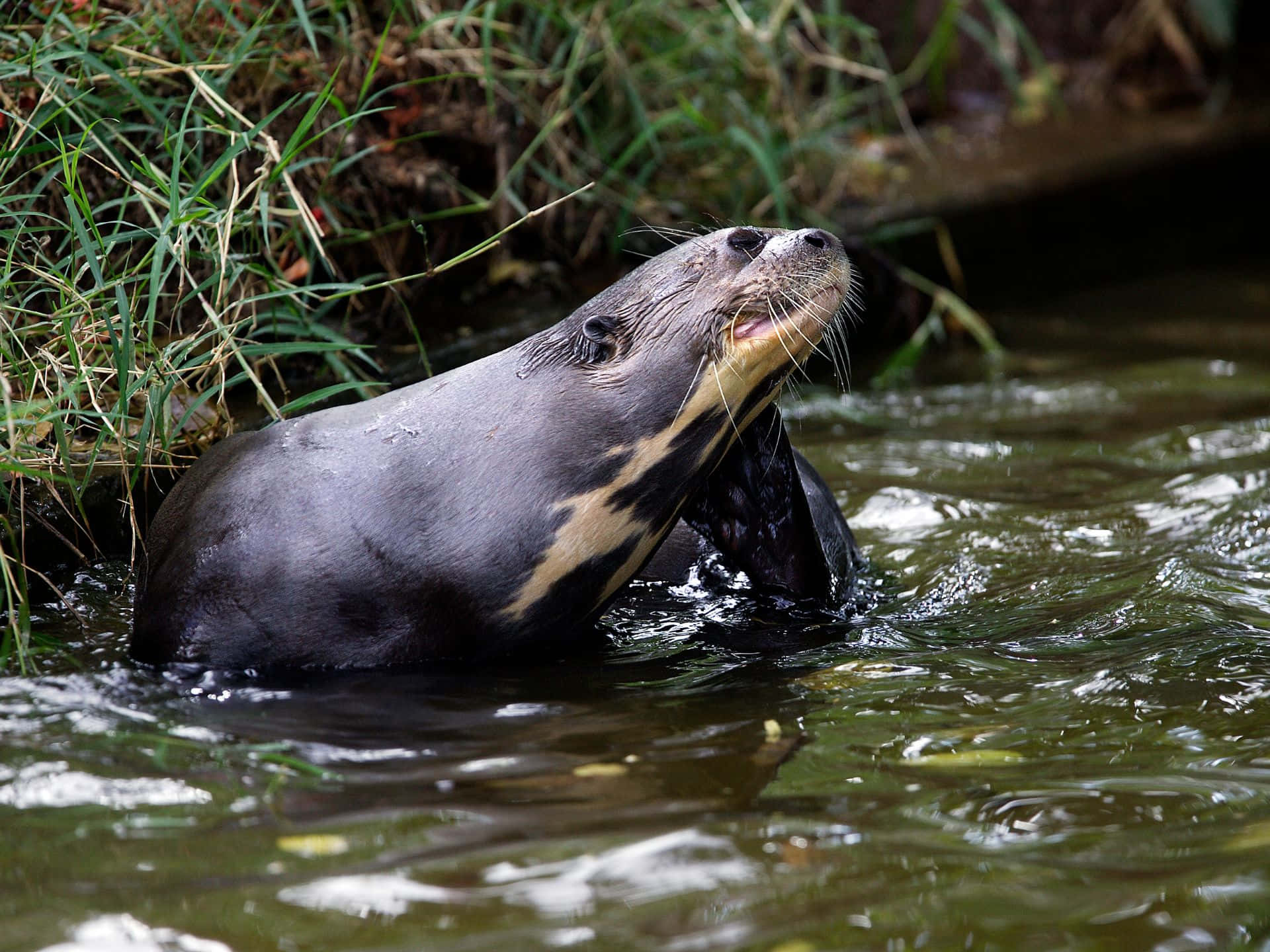 Giant Otter Emerging From Water.jpg Wallpaper