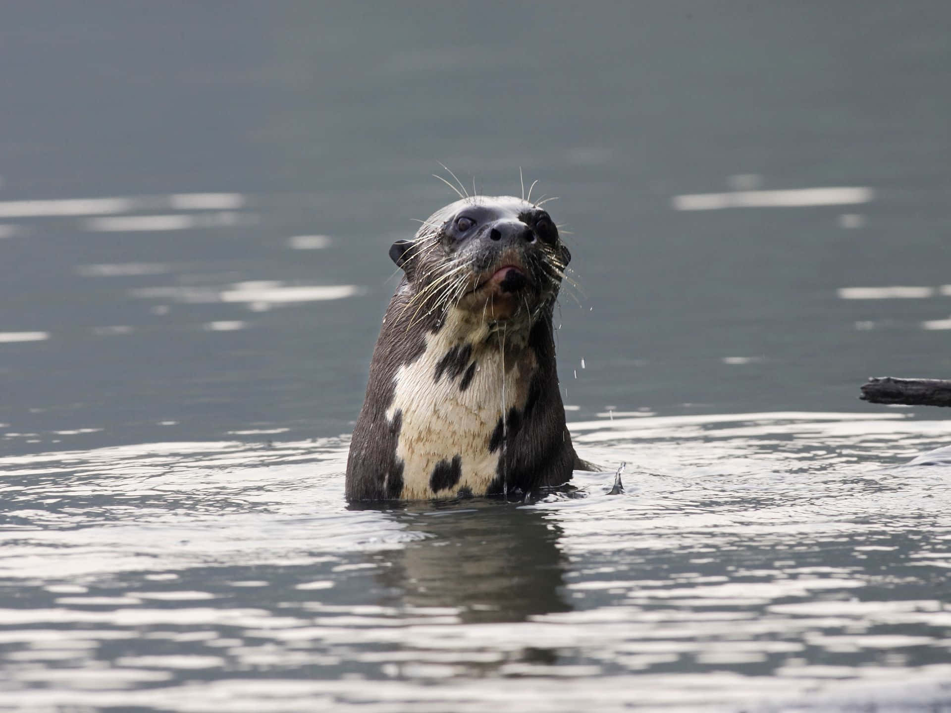 Giant Otter Emerging From Water Wallpaper