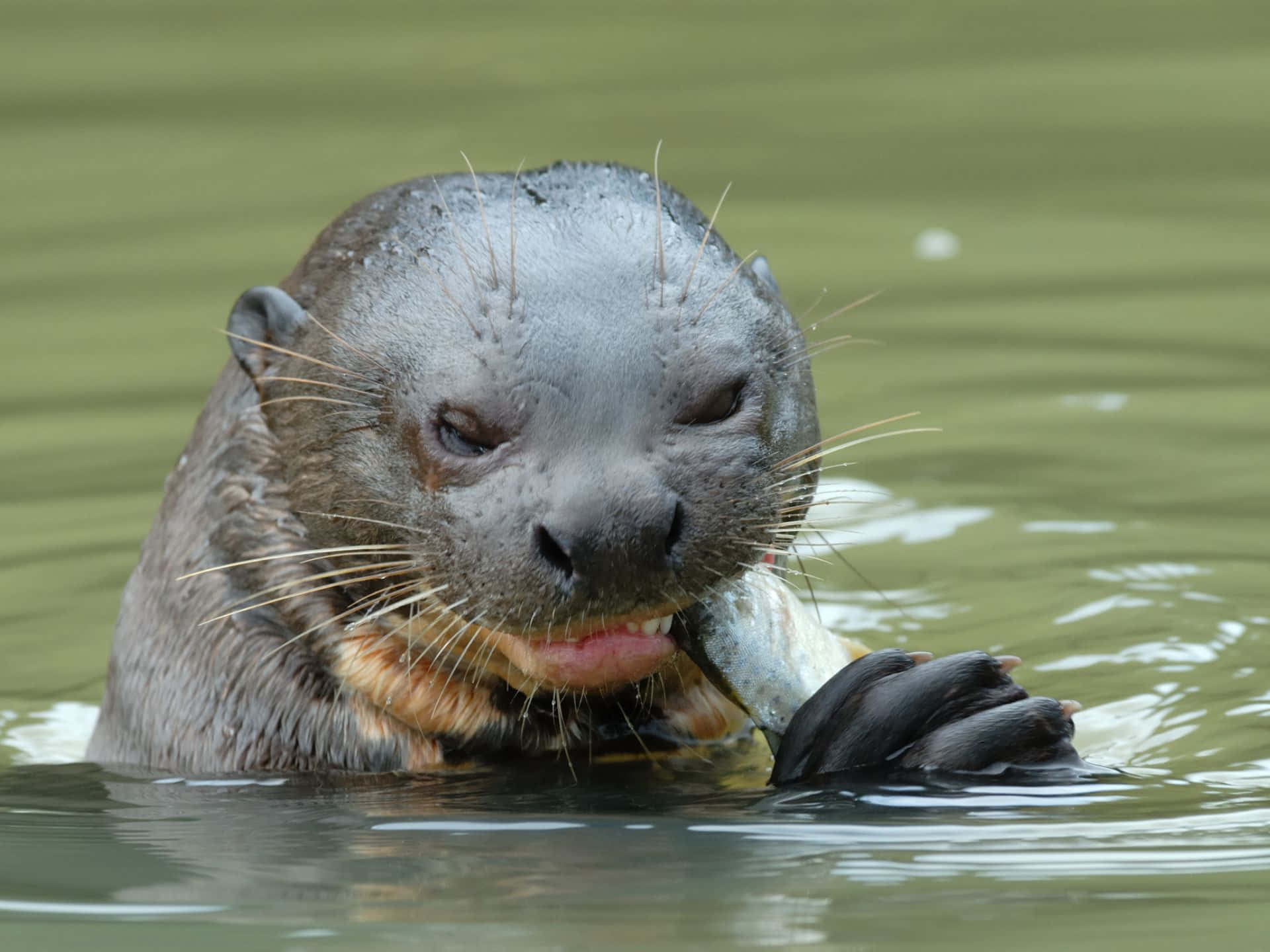 Giant Otter Enjoying Fish Meal Wallpaper