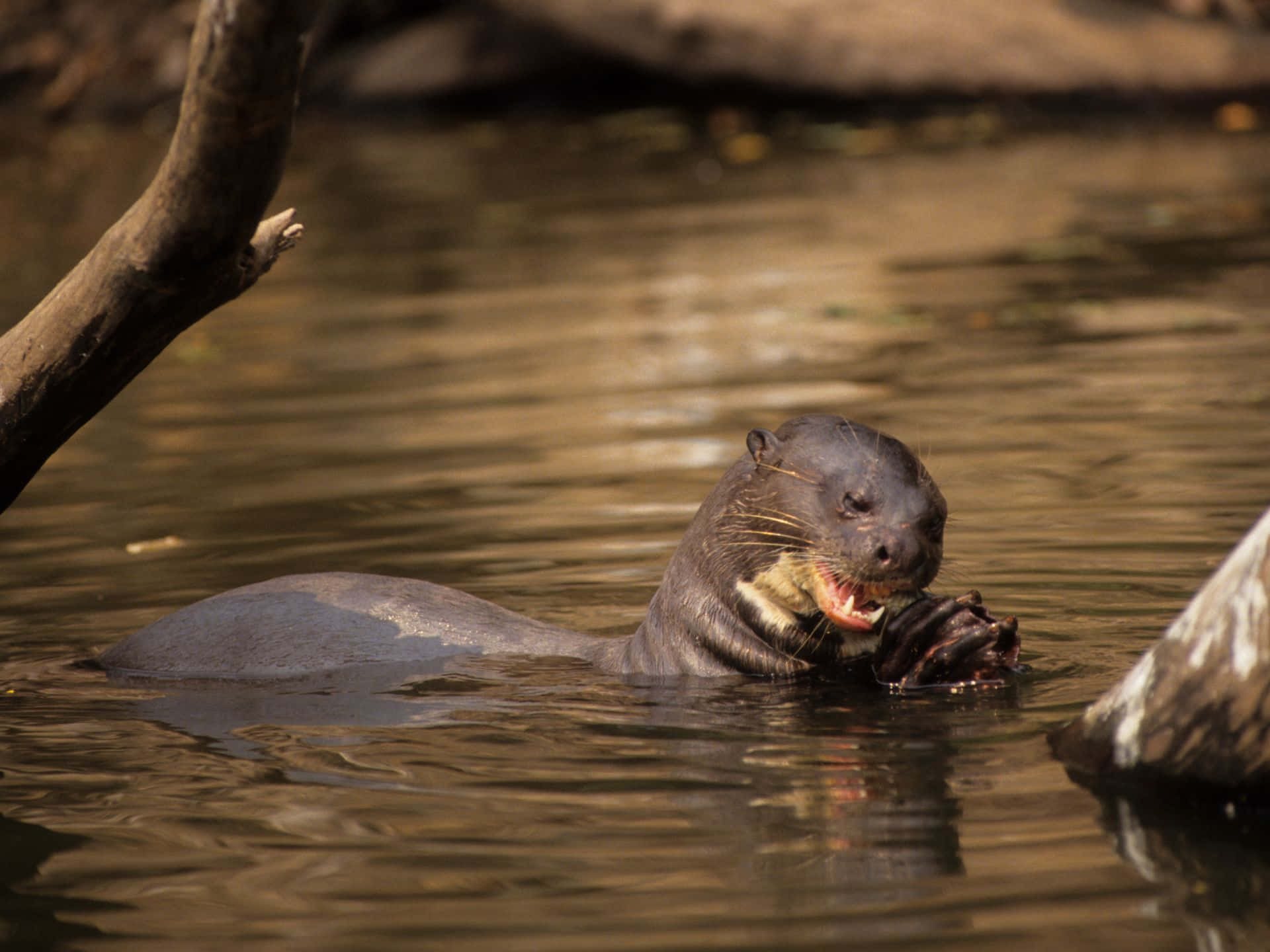 Giant Otter Feasting In Water Wallpaper