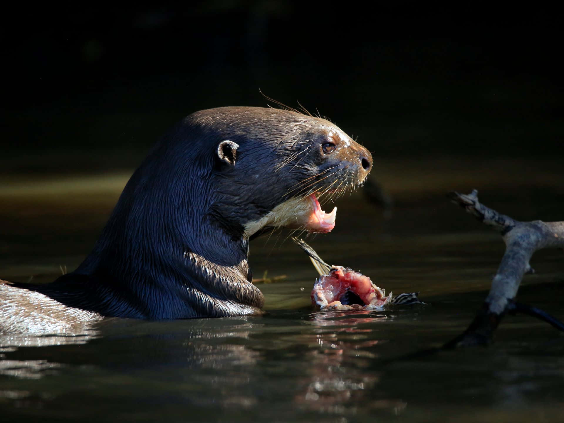 Giant Otter Feastingon Fish Wallpaper