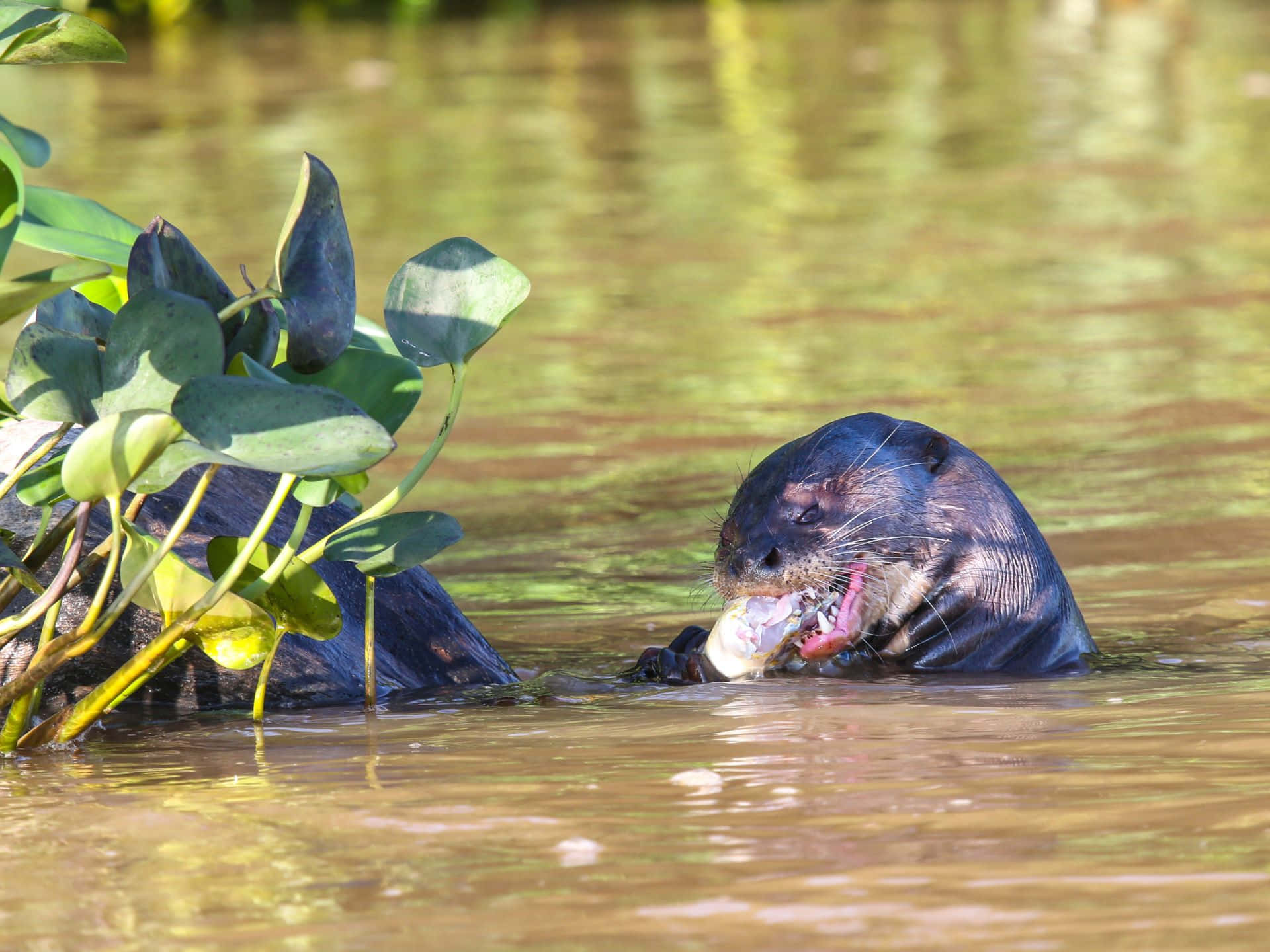 Giant Otter Feastingon Fish Wallpaper