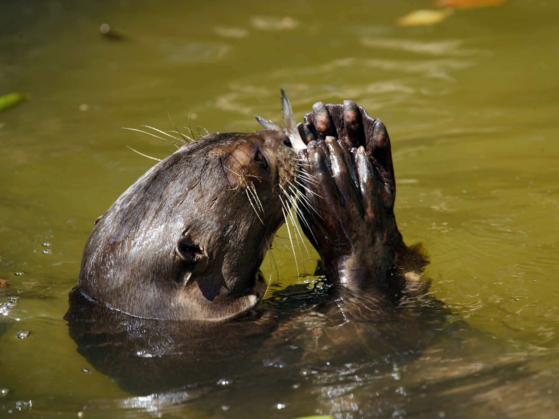 Giant Otter Feastingon Fish Wallpaper