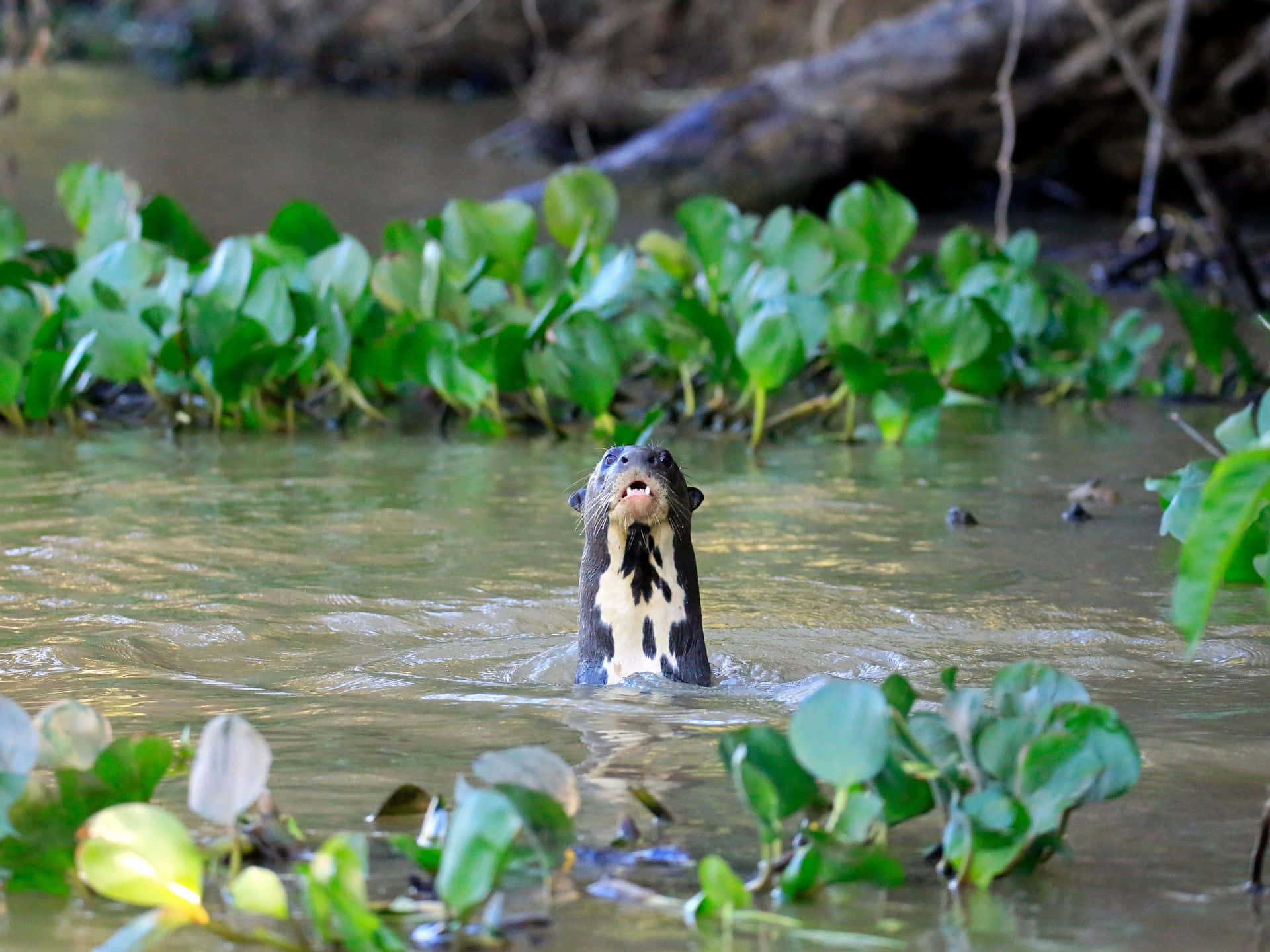 Giant Otter In Water.jpg Wallpaper