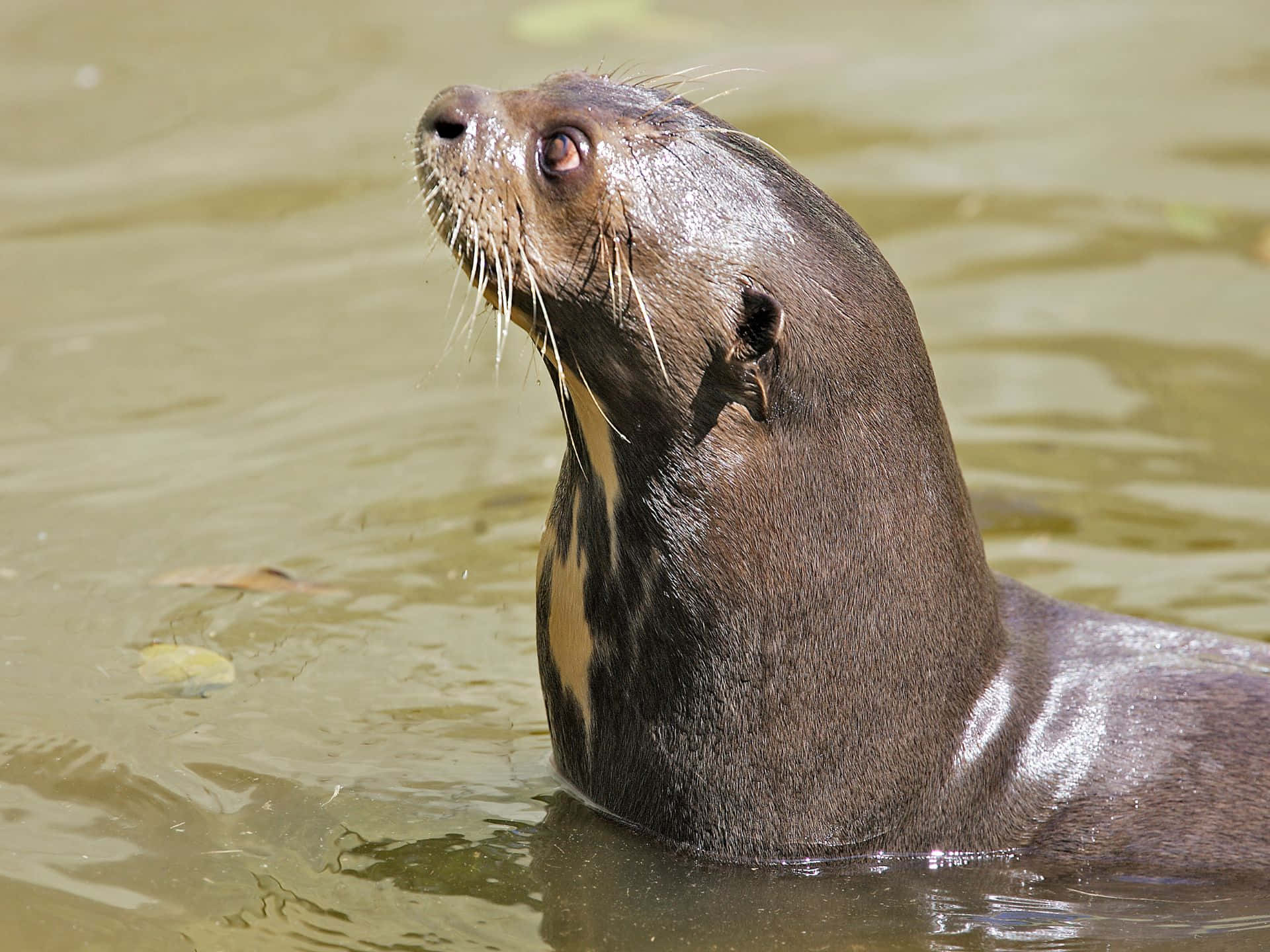 Giant Otter In Water Wallpaper