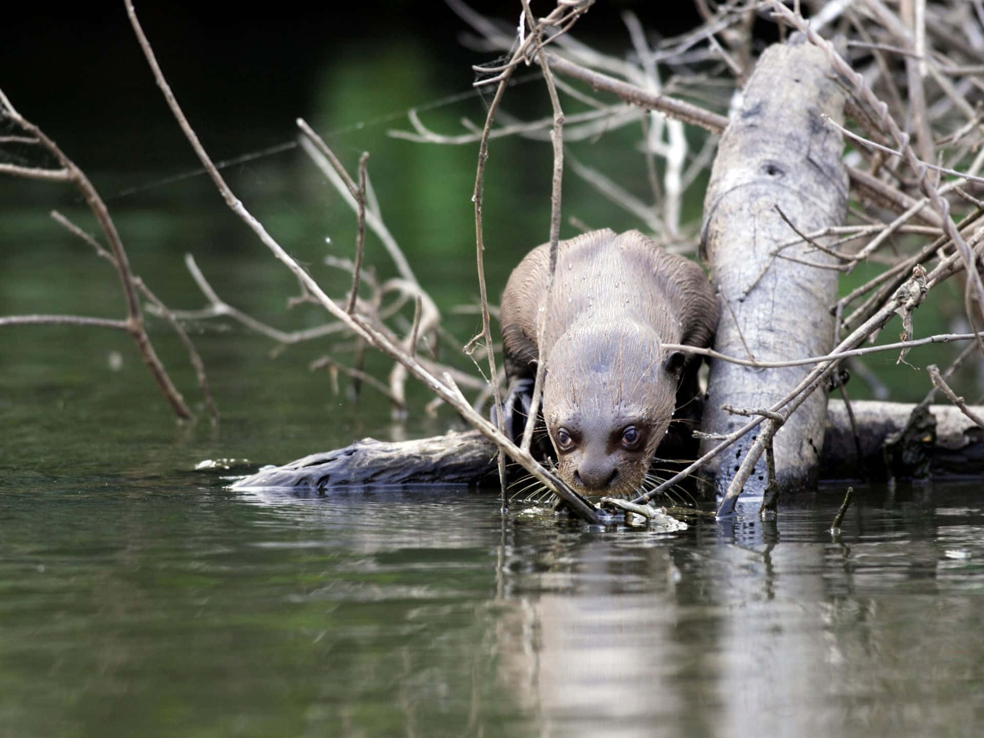 Giant Otter Peeking Through Branches Wallpaper