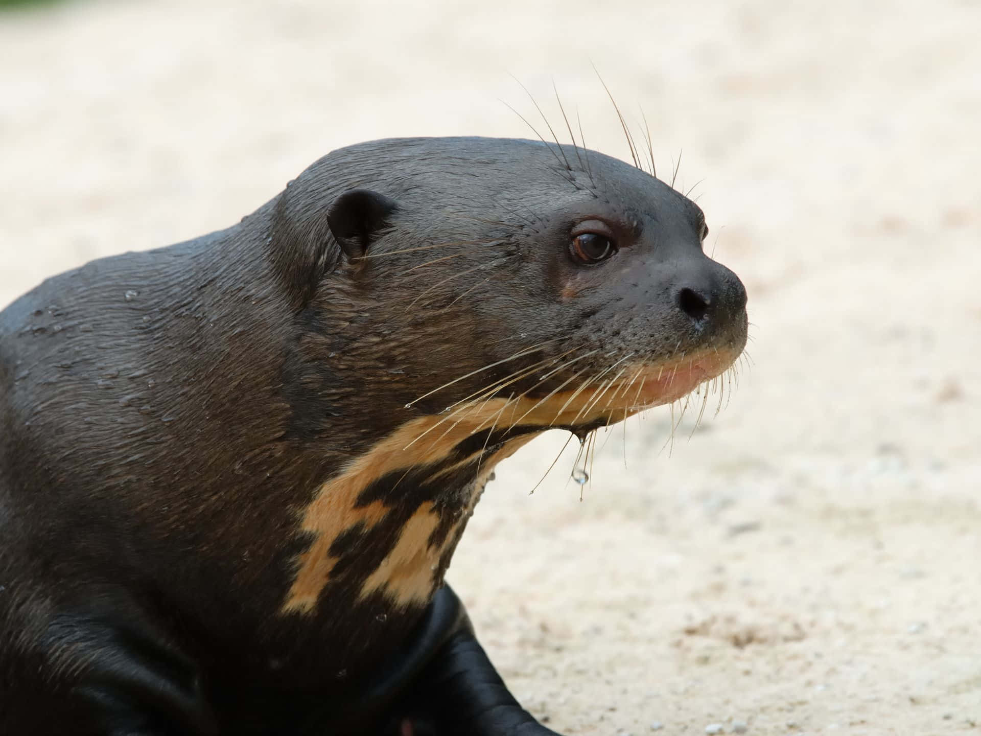 Giant Otter Protrait.jpg Wallpaper