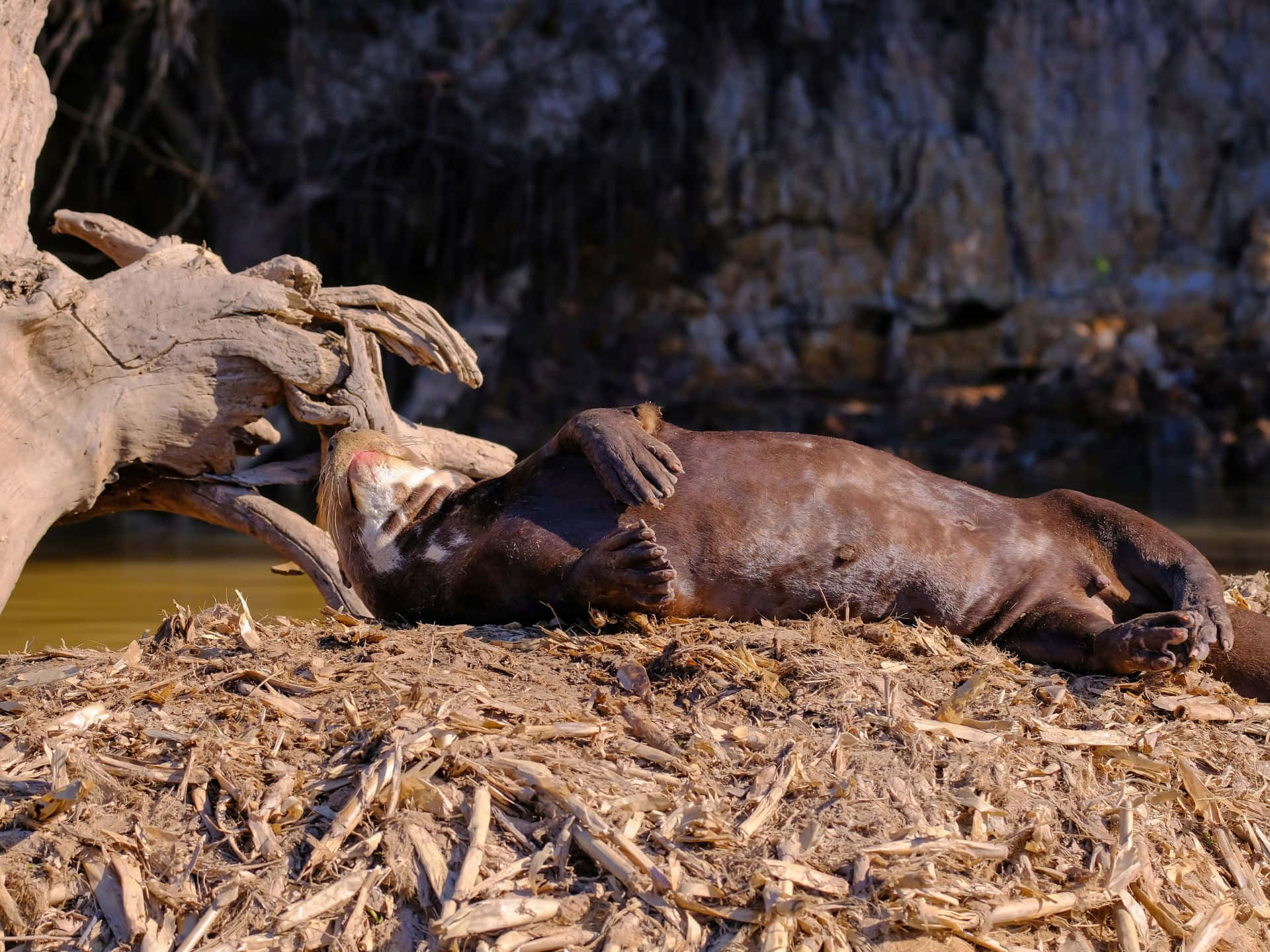 Giant Otter Resting Beside Water Wallpaper