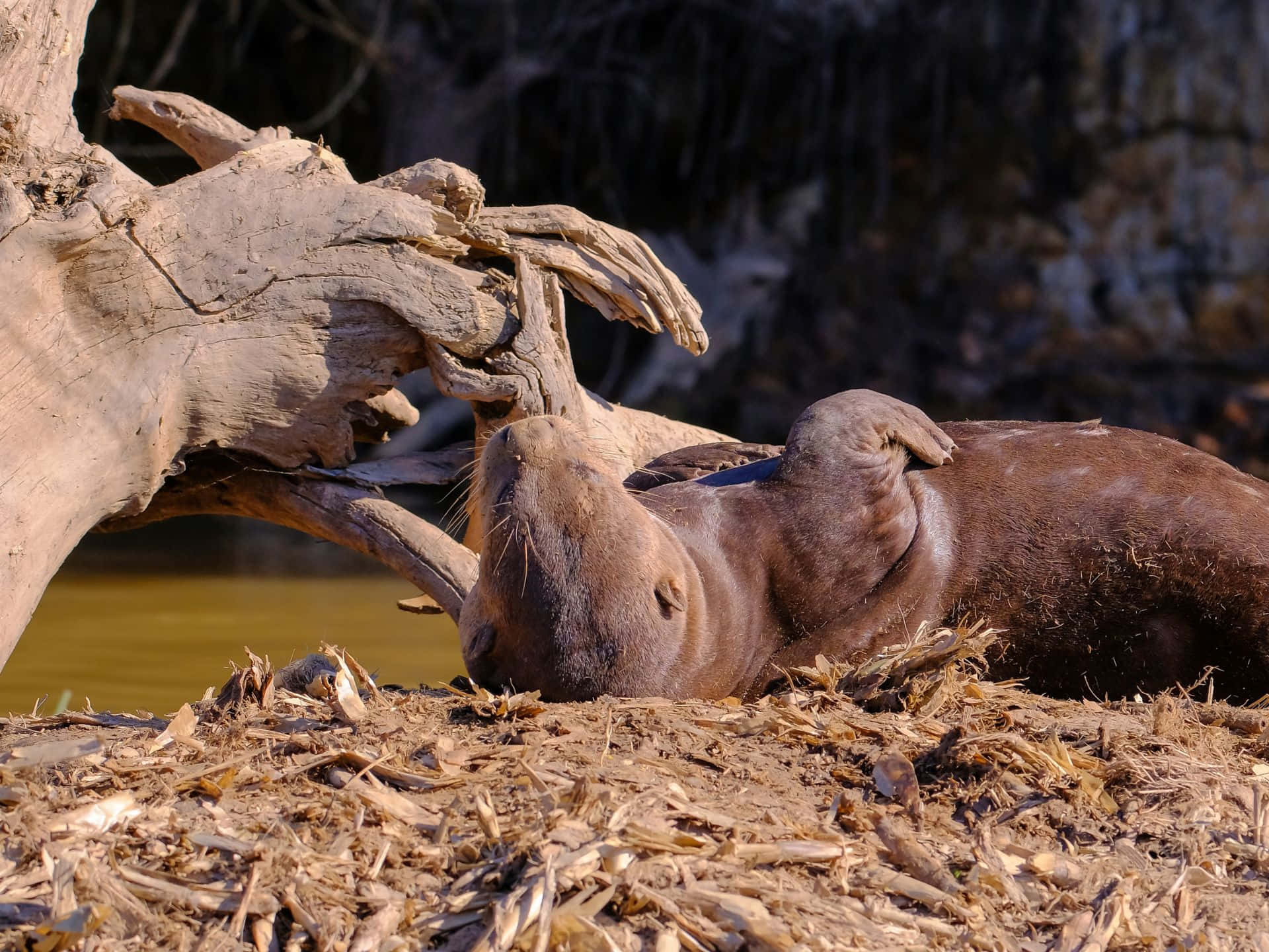 Giant Otter Resting Near Driftwood Wallpaper