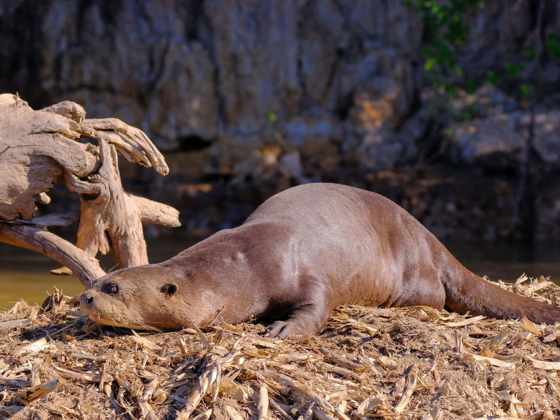 Giant Otter Restingby Riverbank Wallpaper