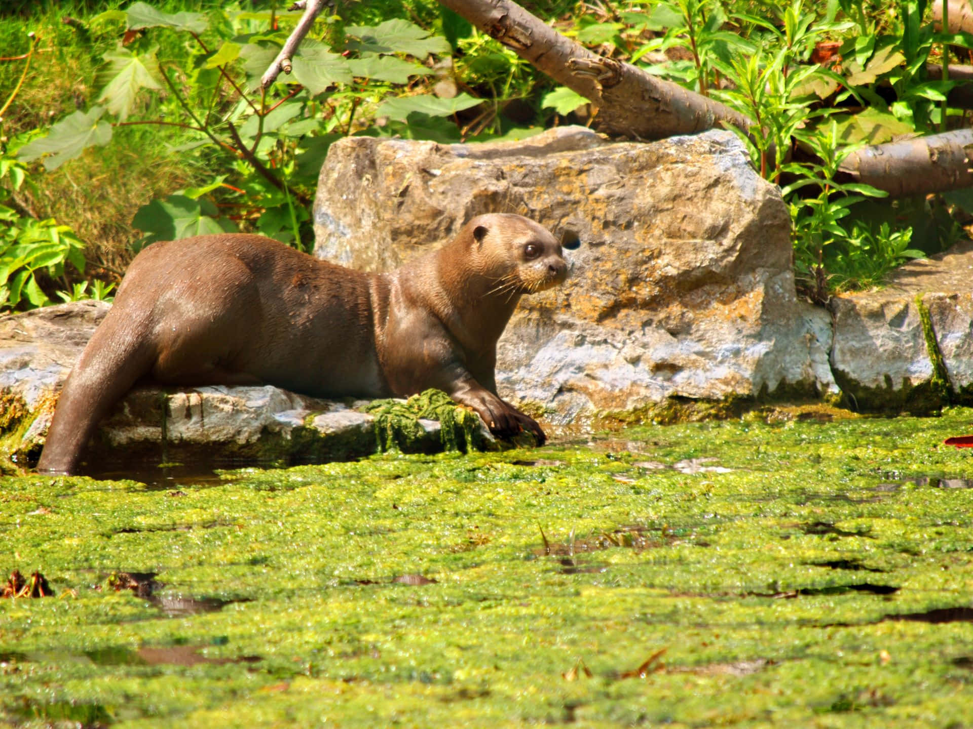 Giant Otter Restingby Water Wallpaper