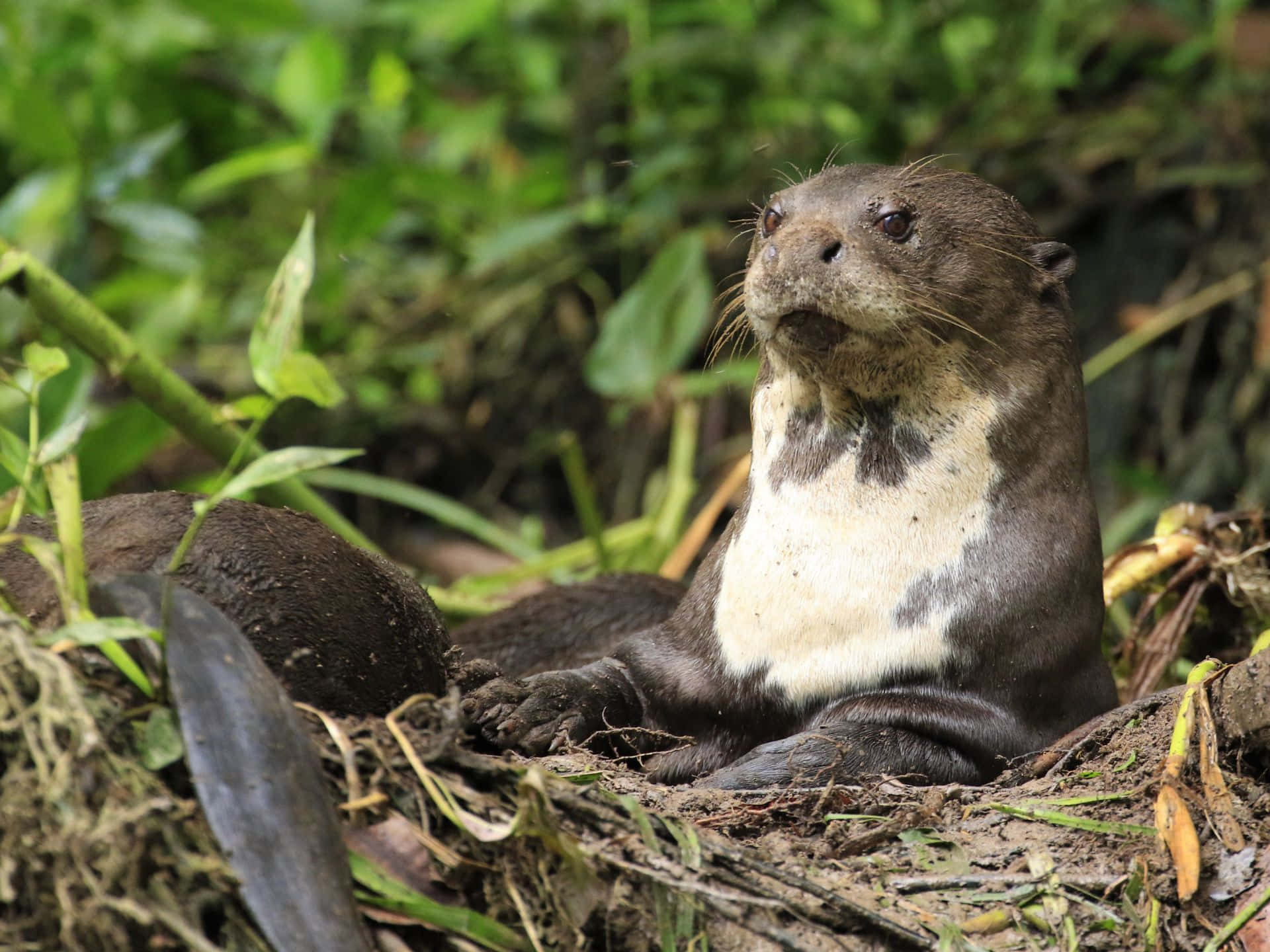 Giant Otter Restingin Nature Wallpaper