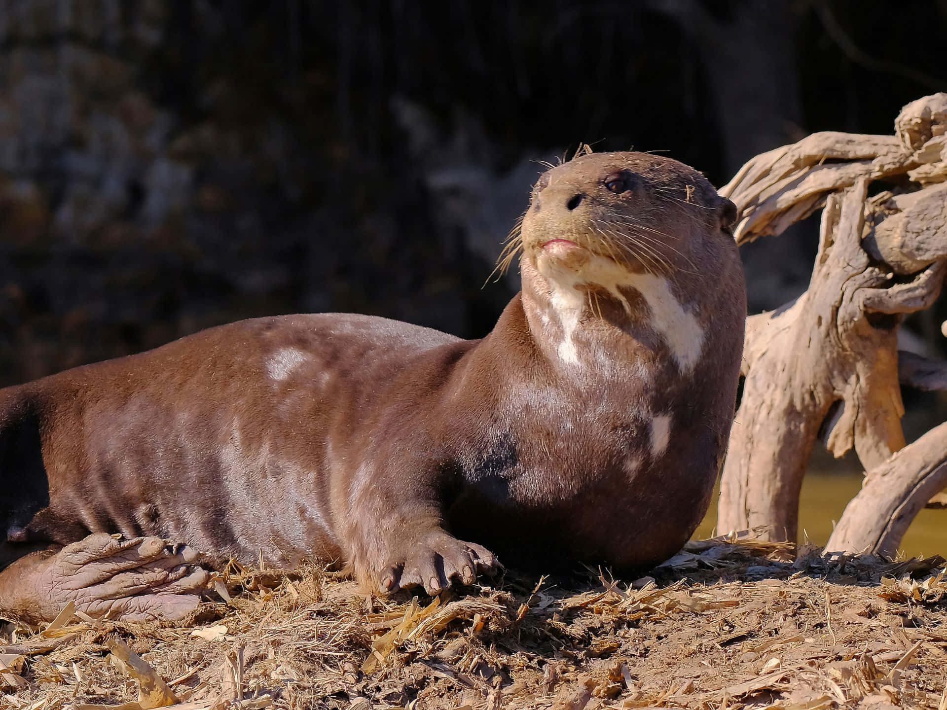 Download Giant Otter Restingon Bank Wallpaper | Wallpapers.com