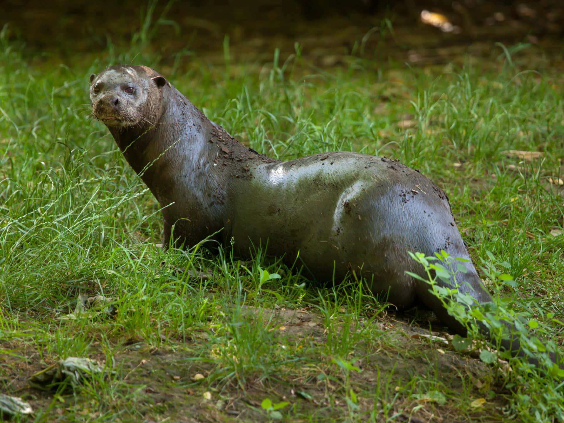 Giant Otter Restingon Land.jpg Wallpaper