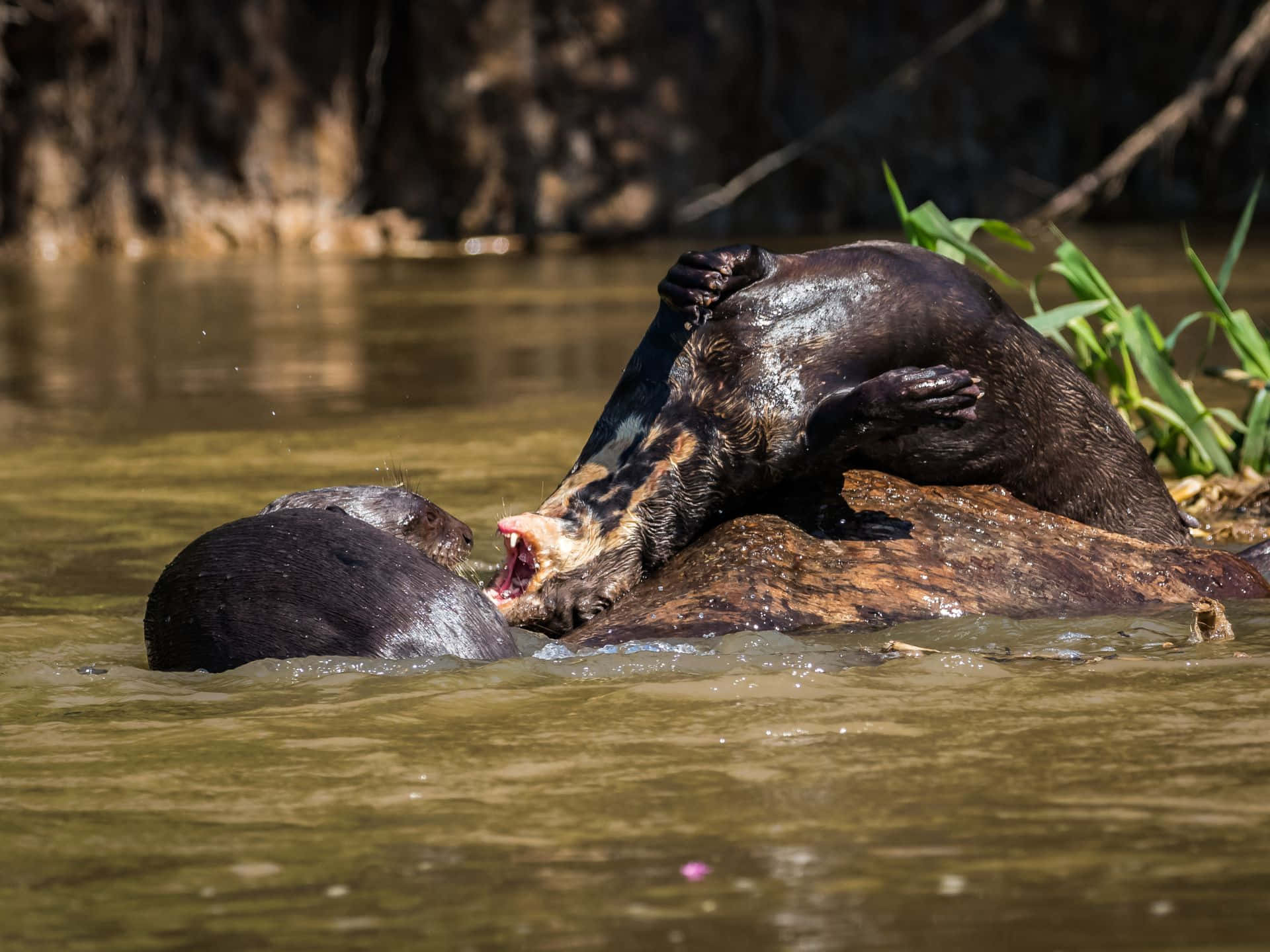 Giant Otter Restingon Log Wallpaper