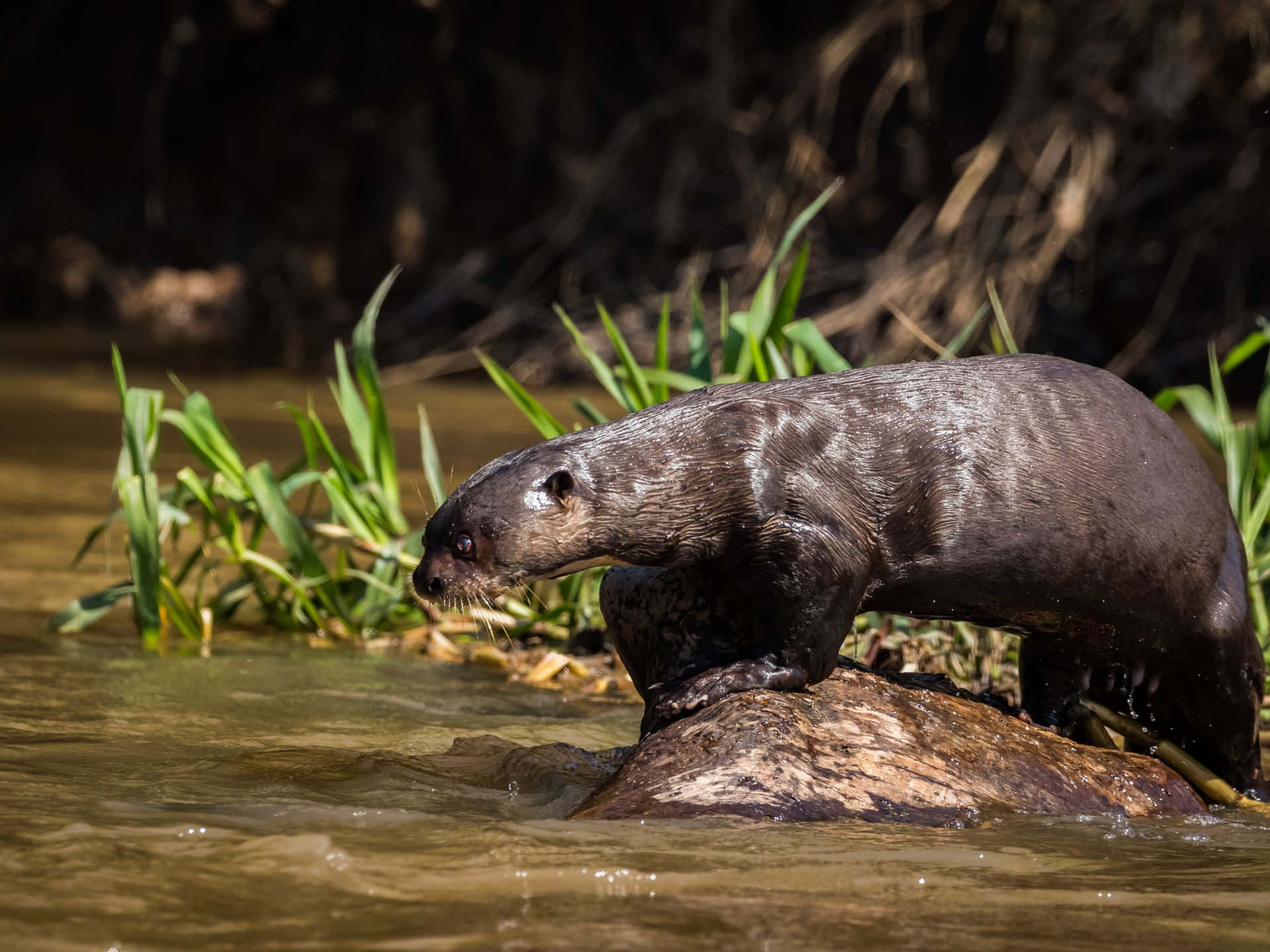 Giant Otter Restingon Riverbank Wallpaper