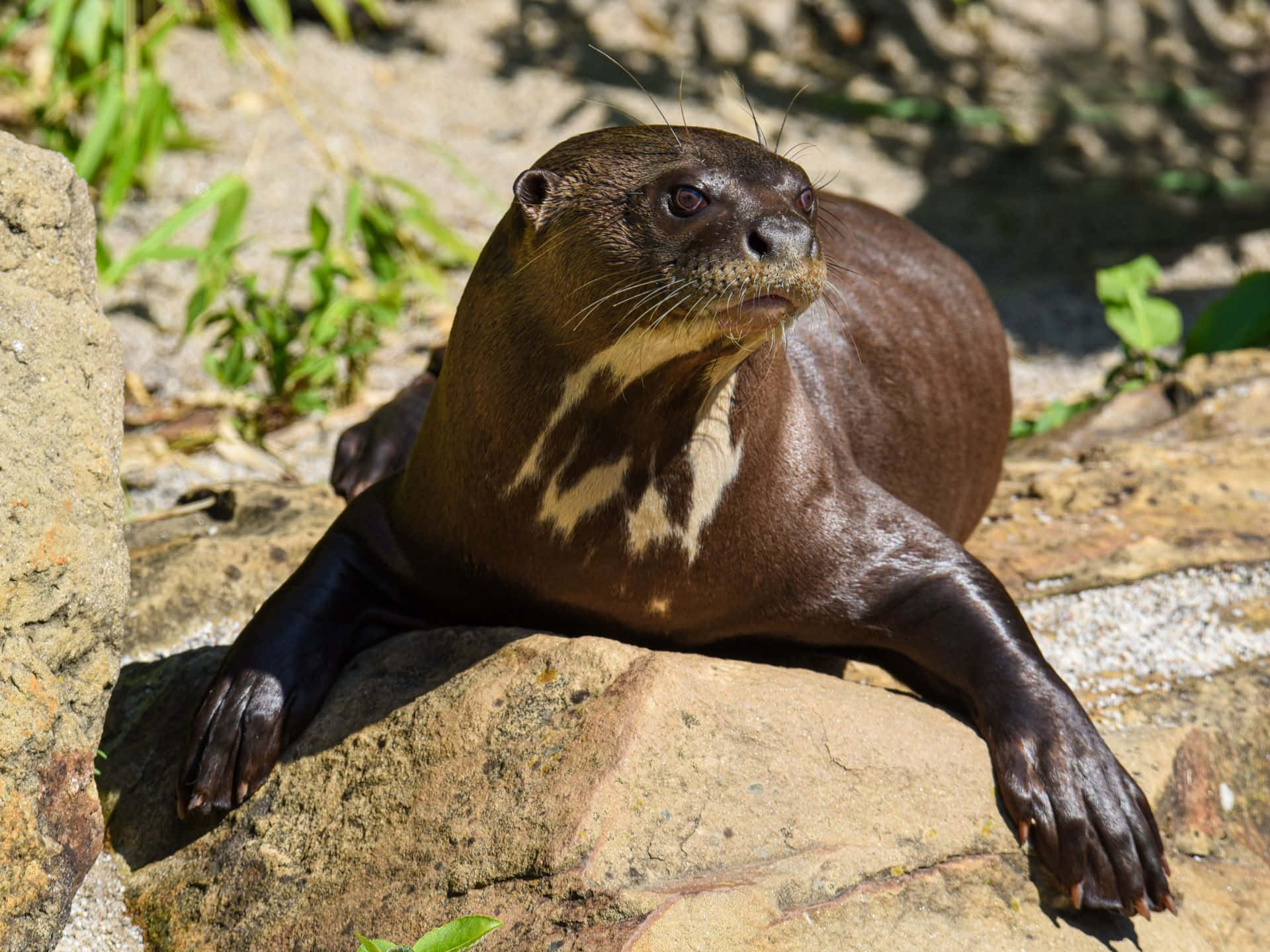 Giant Otter Restingon Rocks.jpg Wallpaper