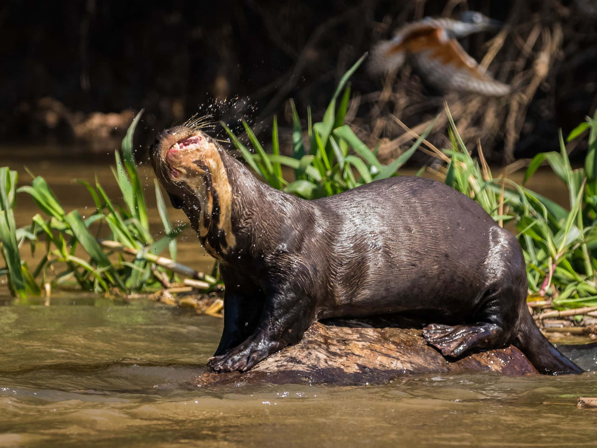 Giant Otter Shaking Off Water Wallpaper