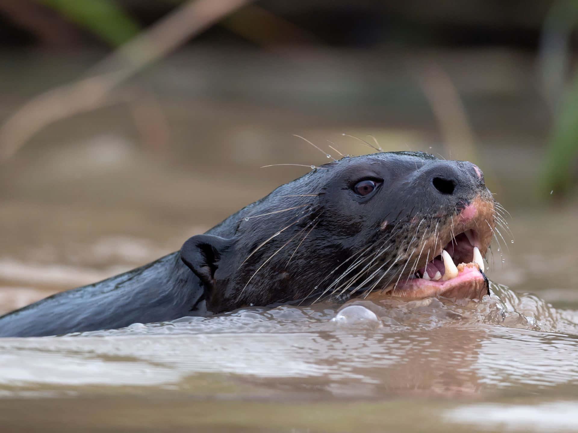 Giant Otter Swimming Closeup.jpg Wallpaper