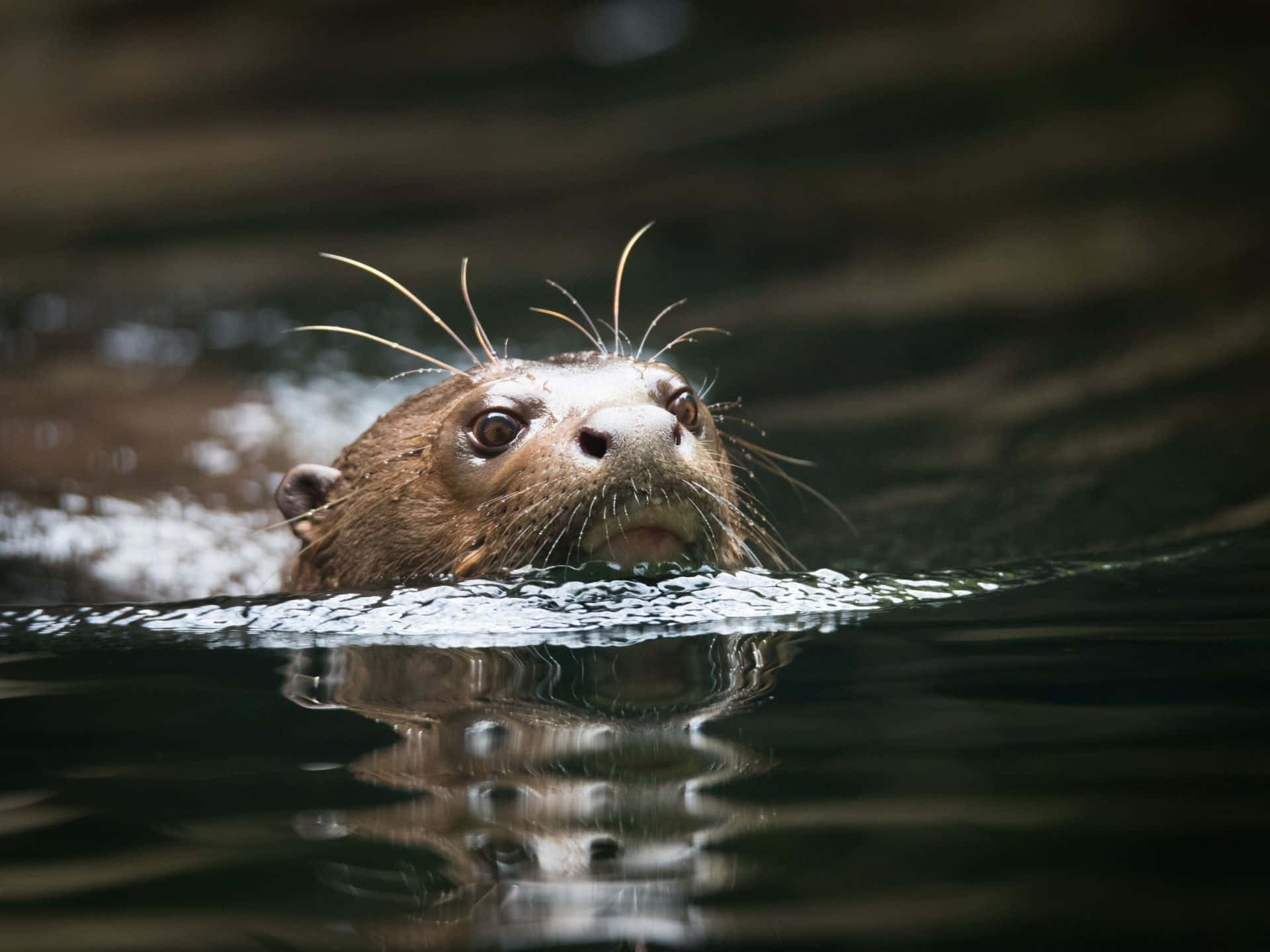 Giant Otter Swimming Closeup.jpg Wallpaper